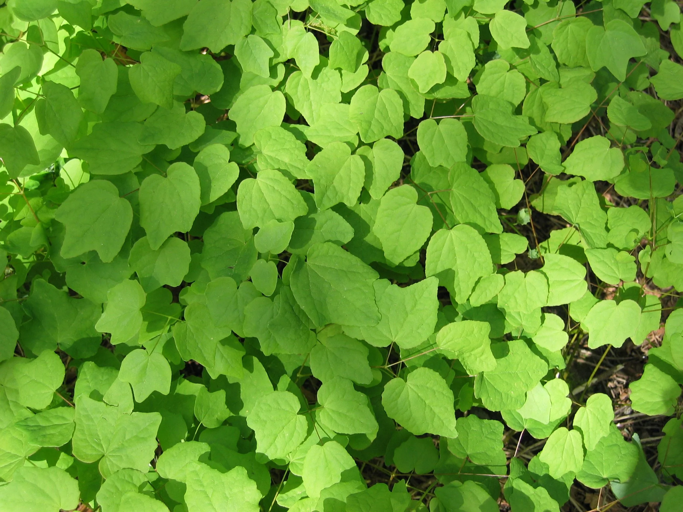 “Phenology Friday” Plant Walks