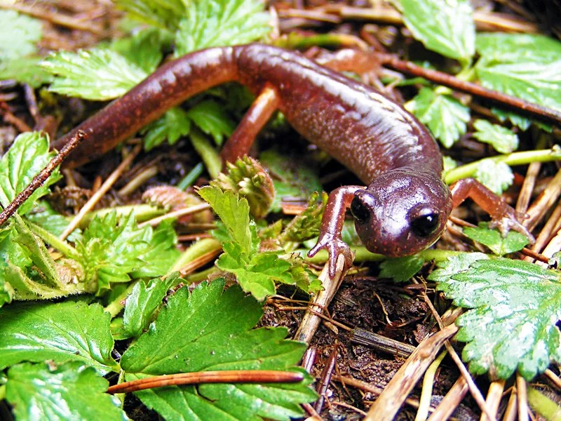 Guided Nature Walk 