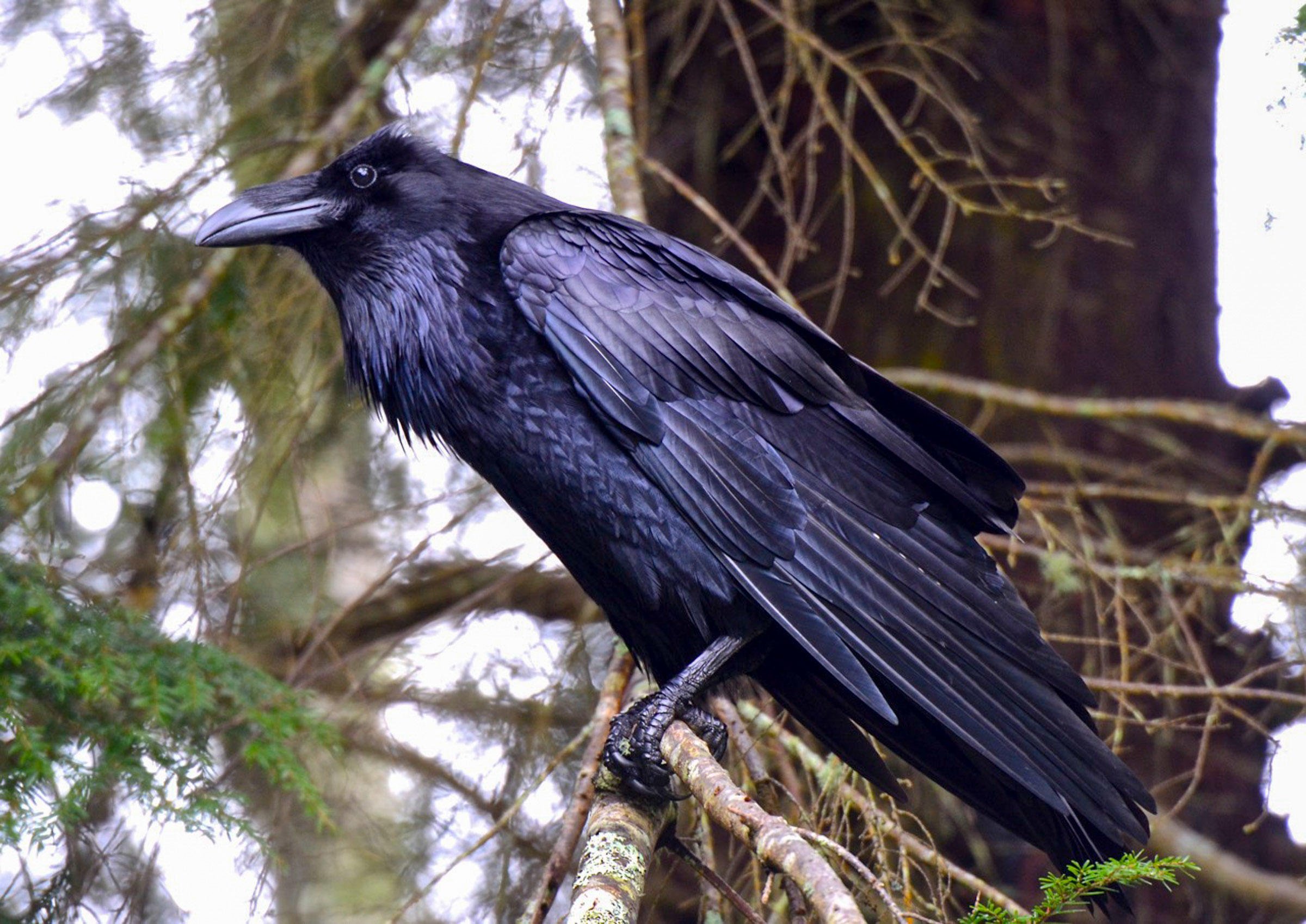 Guided Nature Walk 