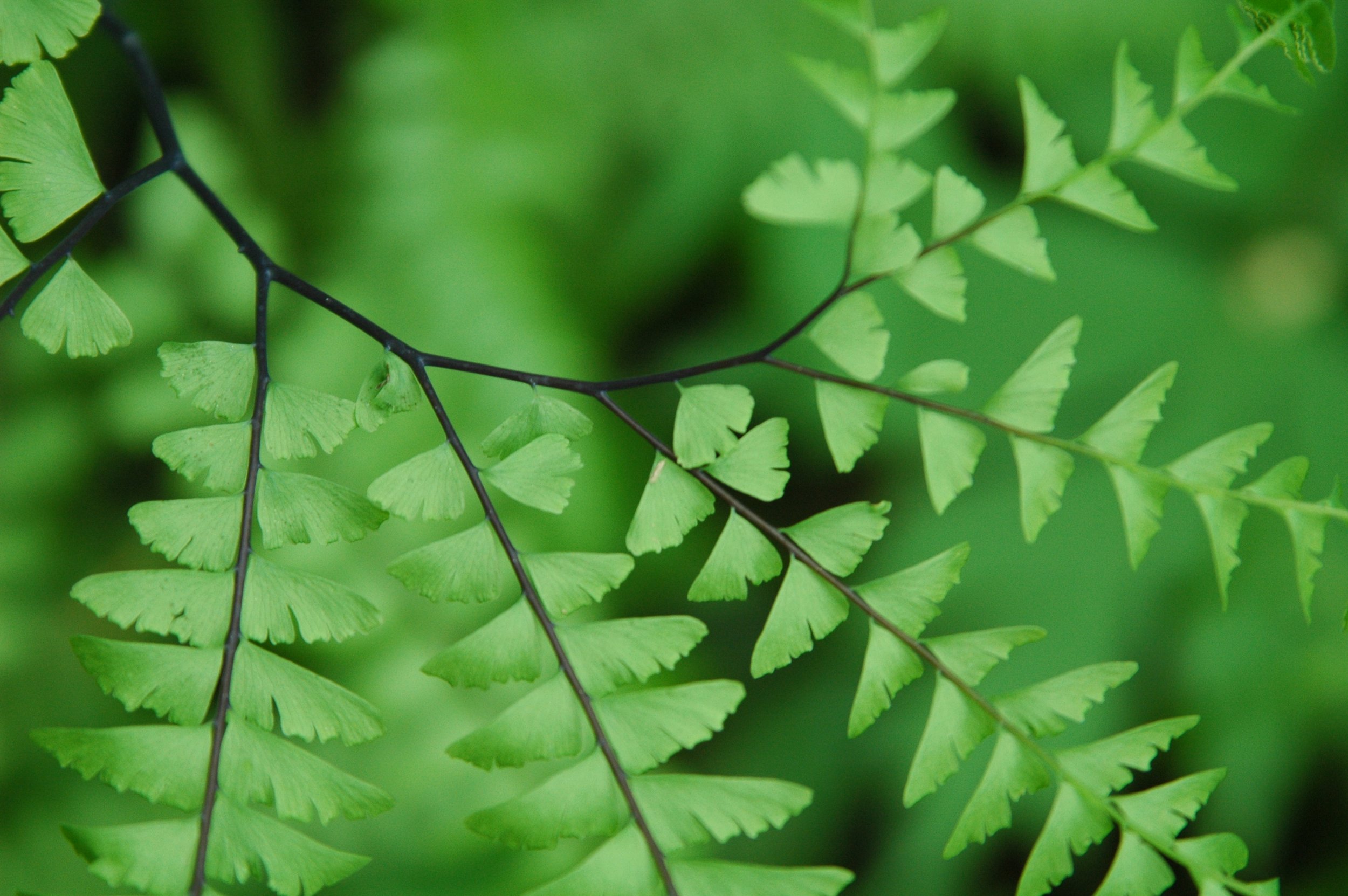 Guided Nature Walk 
