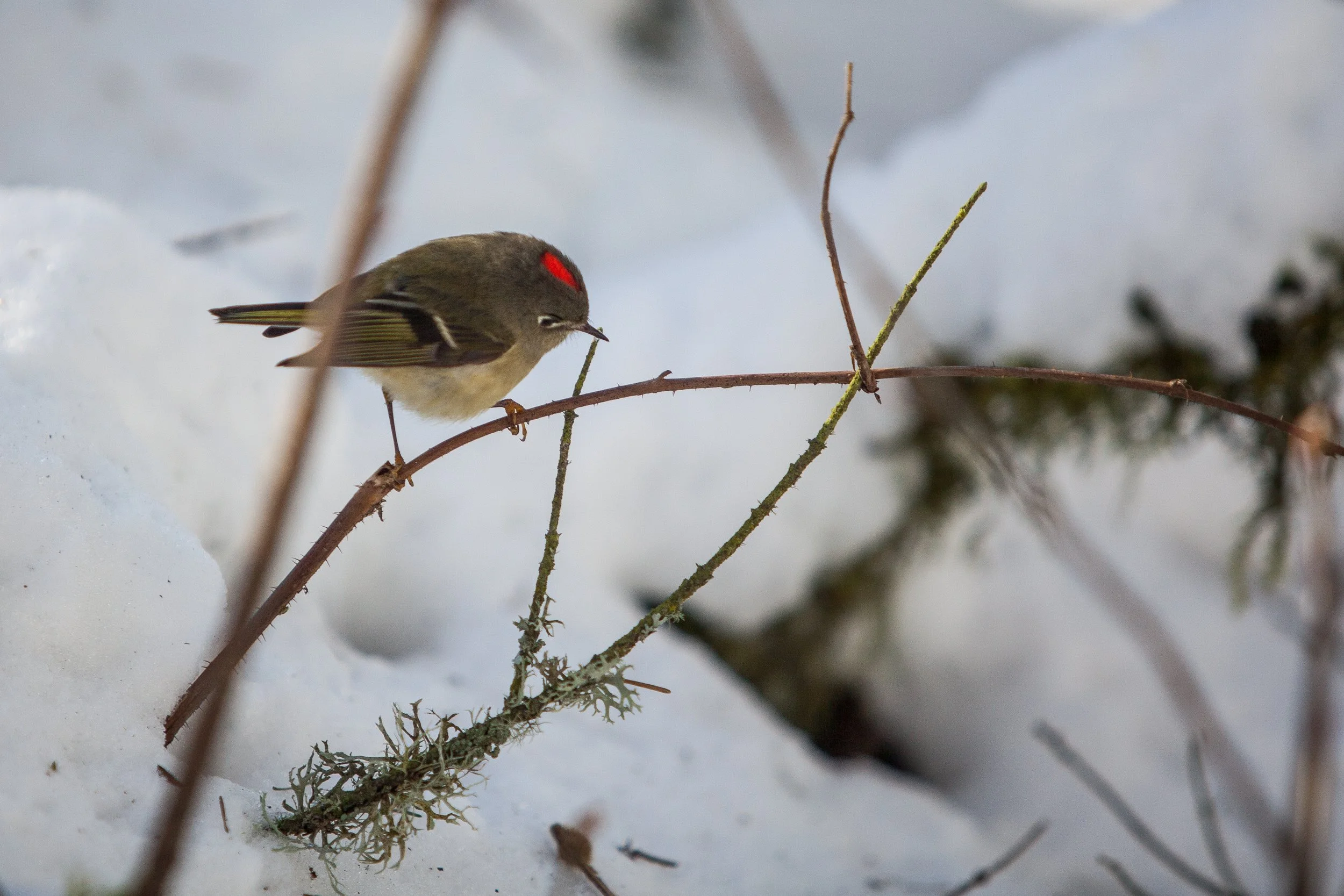 Morning Bird Walks
