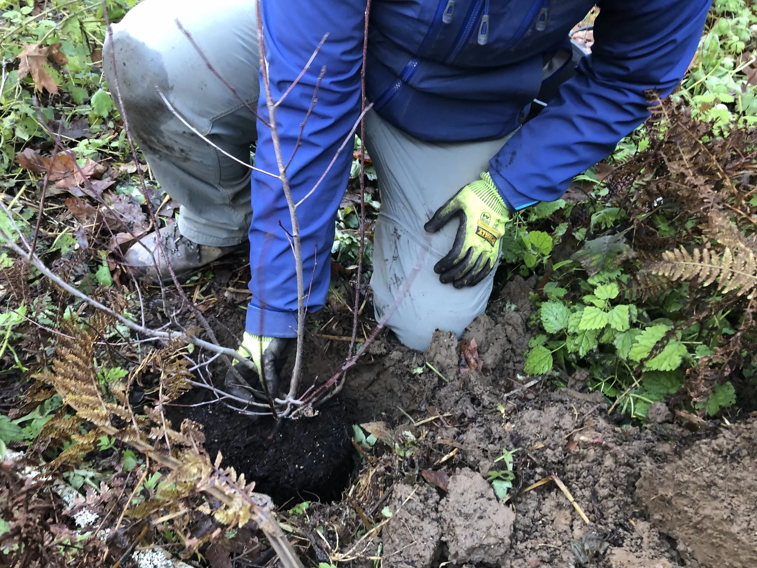 Volunteer Land Tending 