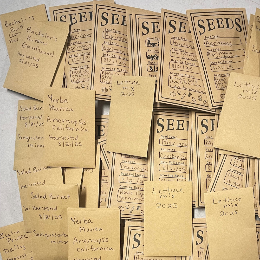 Volunteer Seed Processing 