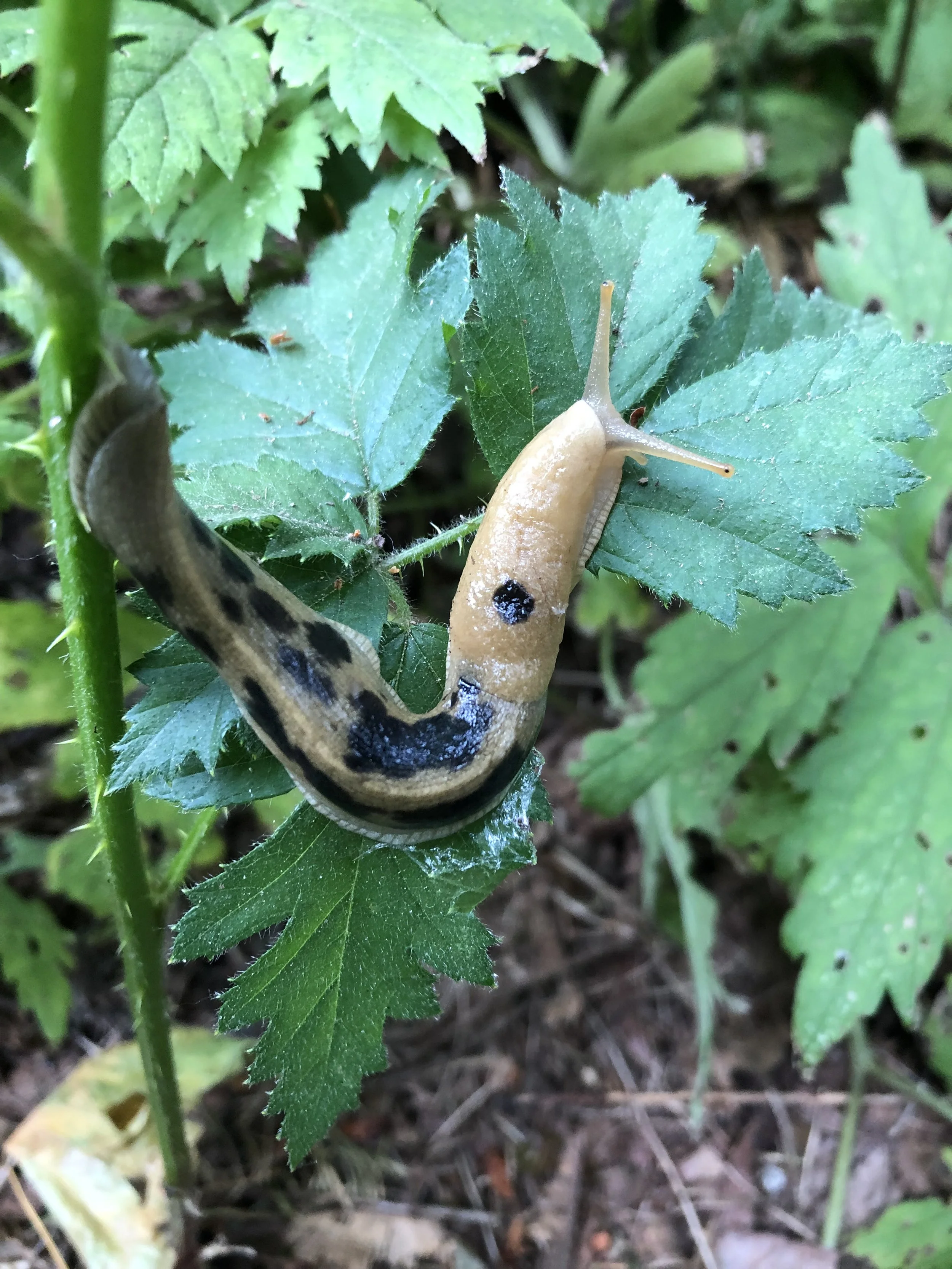 “Phenology Friday” Plant Walks
