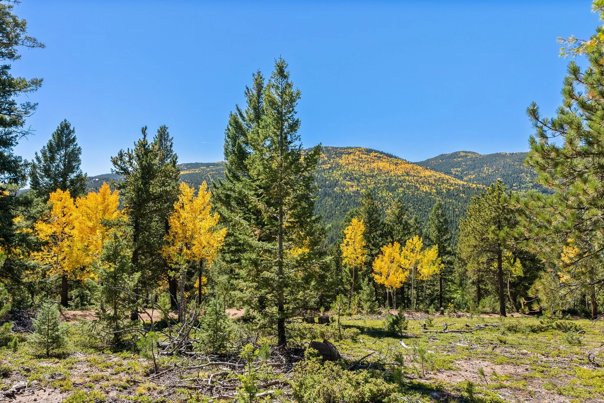 aspens-2.jpg