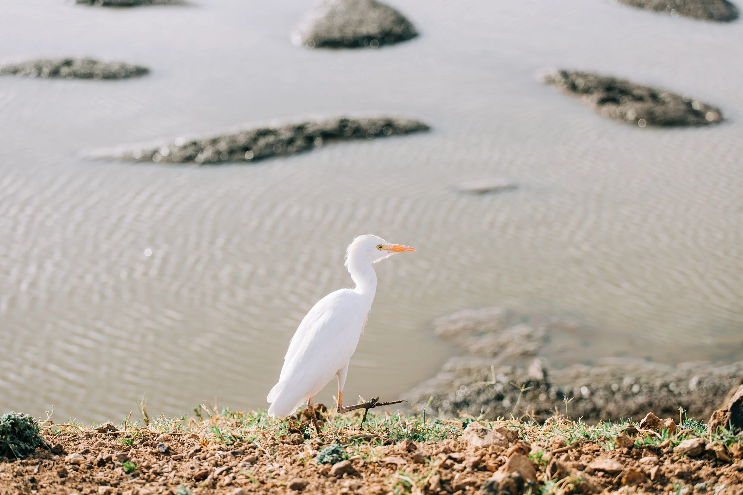 Hello Fellow Bird Lovers