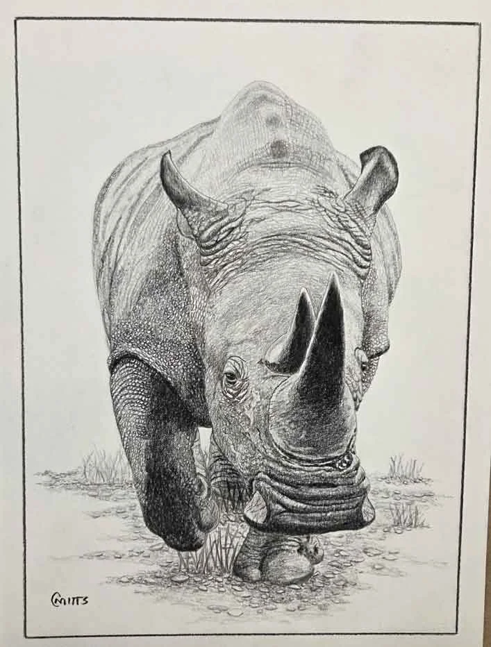 A detailed pencil drawing of a rhino. The animal seems to be walking toward us.