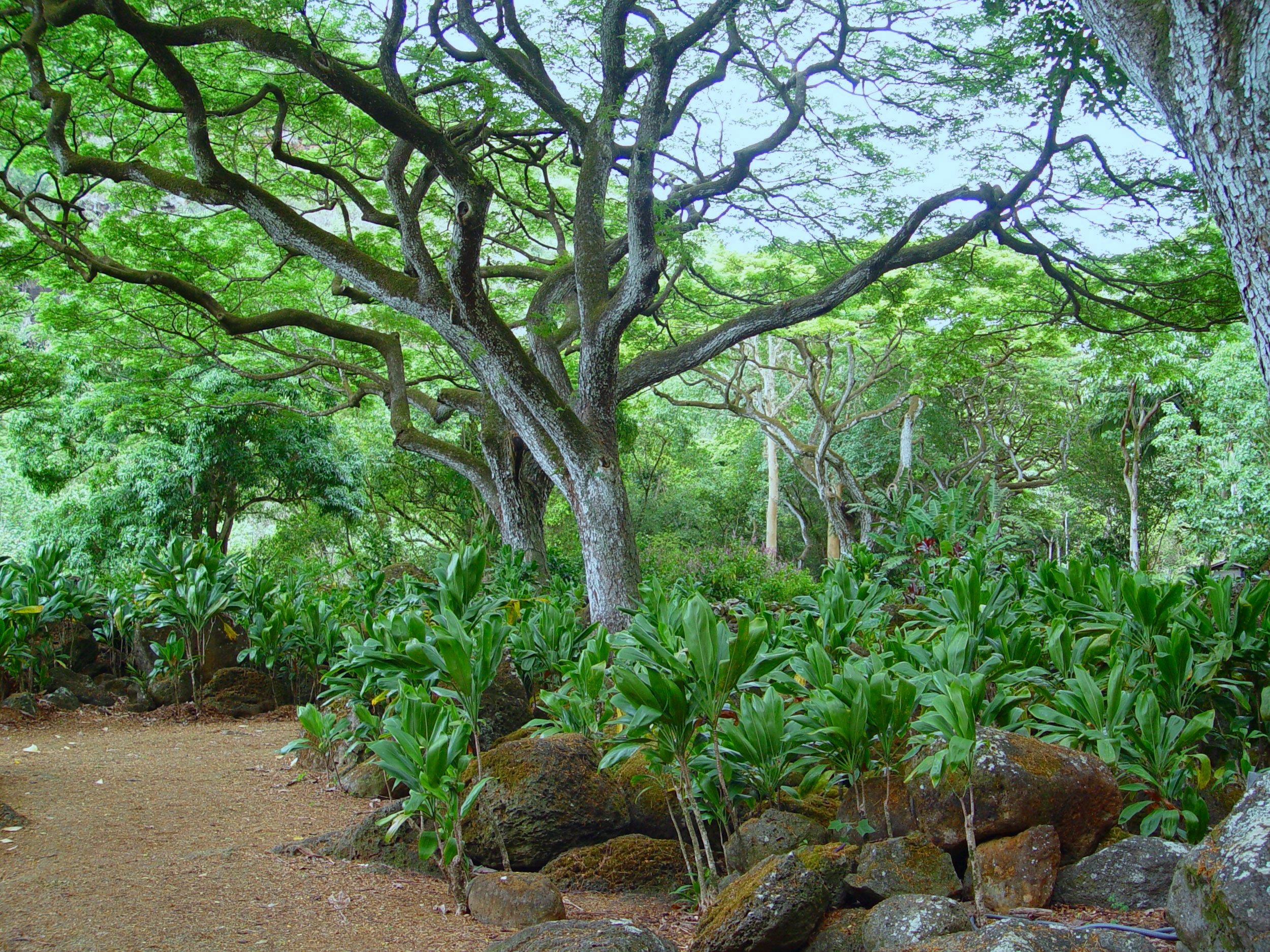 Discovering the Natural Beauty and Culture of Waimea Bay and Waimea Valley: A Guide to Your North Shore Adventure
