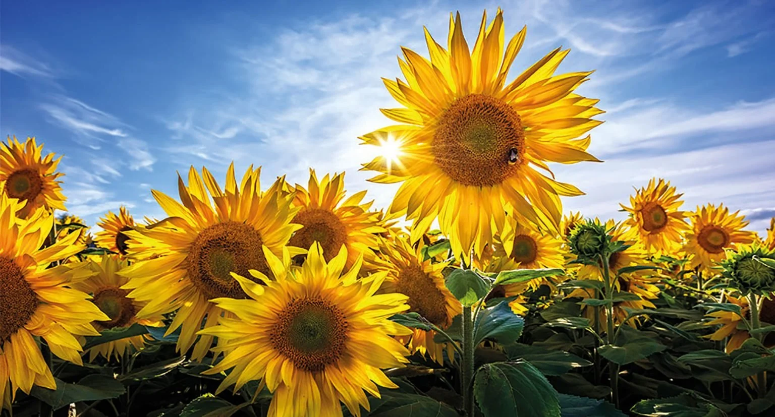 Tasmania's Sunflower Festival 2023 — Fiesta Tasmania