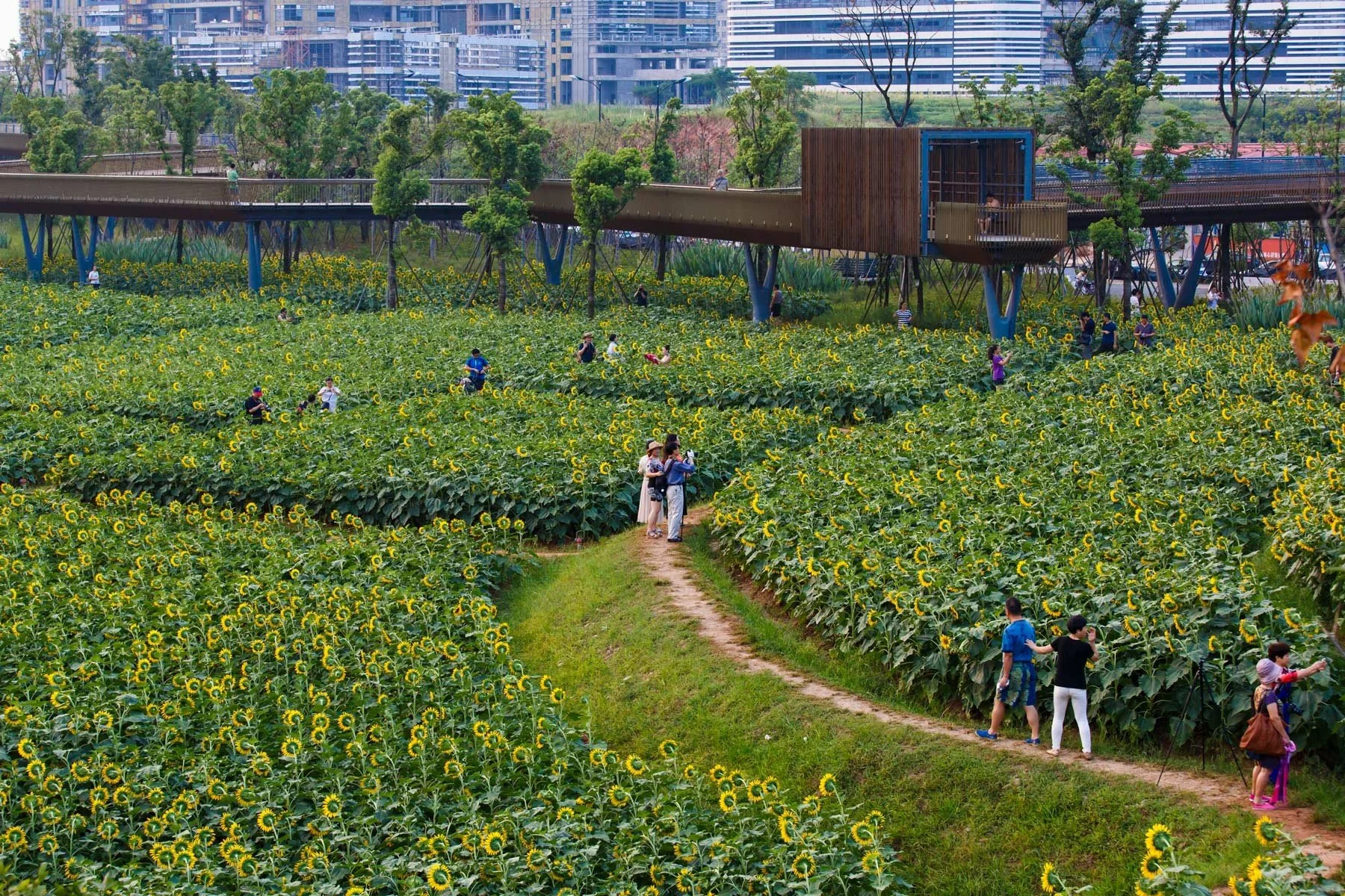 Quzhou Luming Park Floating Bridge 2.jpg