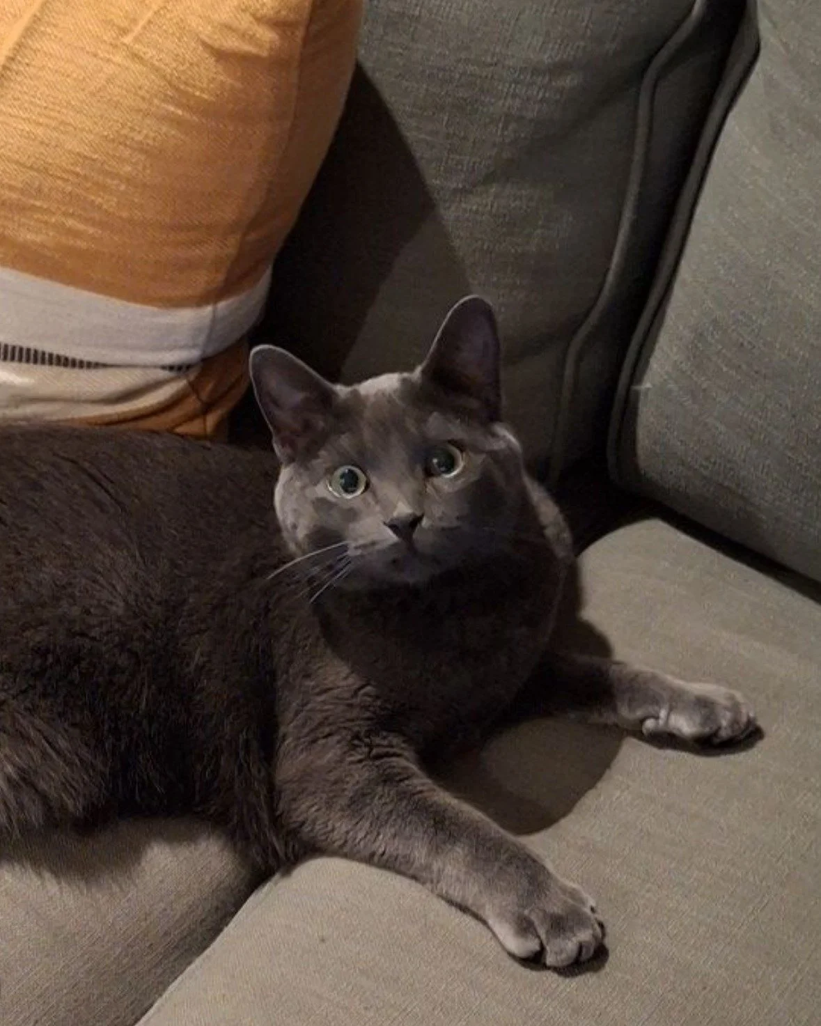 Throwback to a few Halloweens past 🎃

Our annual costume party is always one of my favorite traditions &mdash; and this year, Toothless (aka our cat) is making his debut in our How to Train Your Dragon theme. 

Can&rsquo;t wait!

Can you guess what 