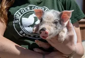 Baby Animal Day