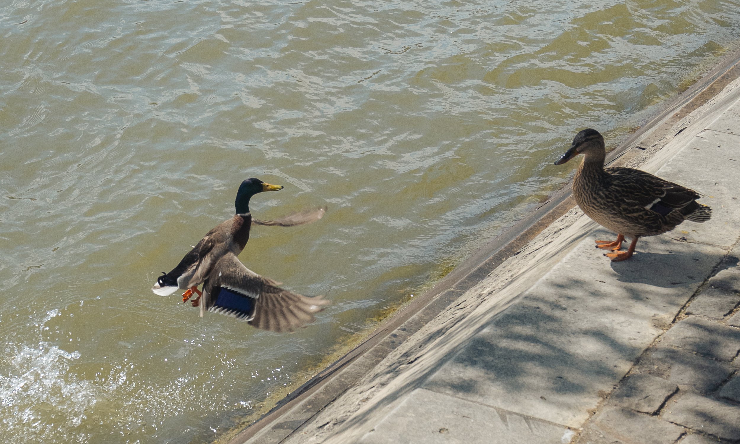 DSC08265.jpg