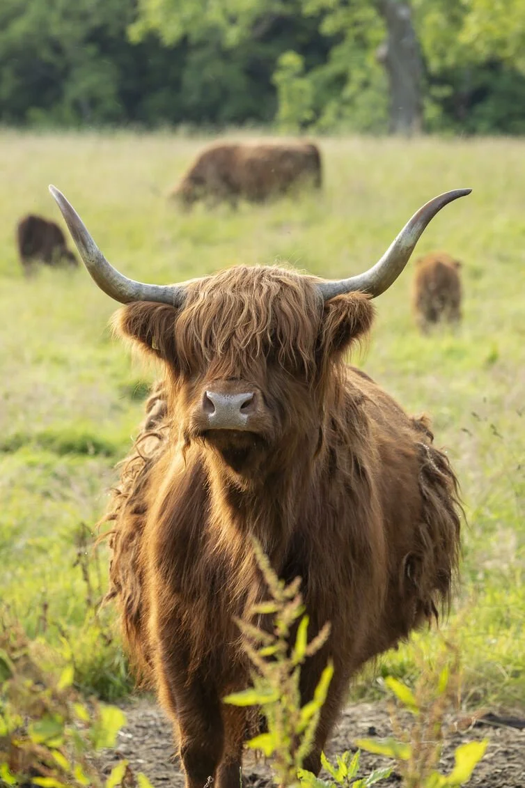 Highland cow with long horns standing in a grassy meadow in Scotland with other cows grazing in the background
