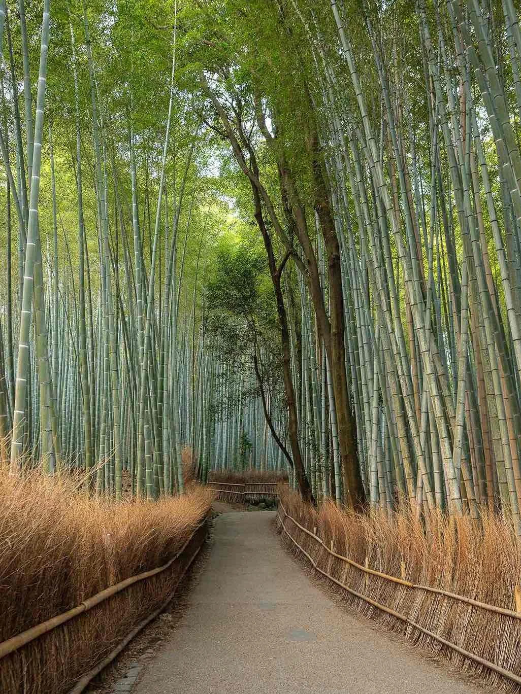 Arashiyama Bamboo Grove in Kyoto Japan with tall green bamboo lining a pathway through the forest in autumn morning light