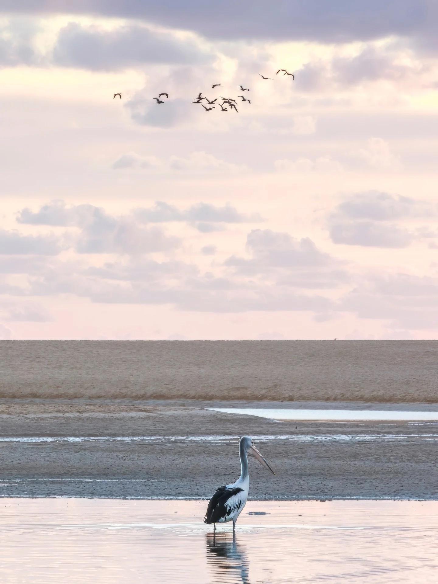 While I was focused on watching this pelican carefully step through the shallows, he totally got photobombed by some seagulls.

#currimundilake #visitsunshinecoast #visitcaloundra #sunrise #pelican #seabirds #pastelskies #coastalviews #landscapephoto