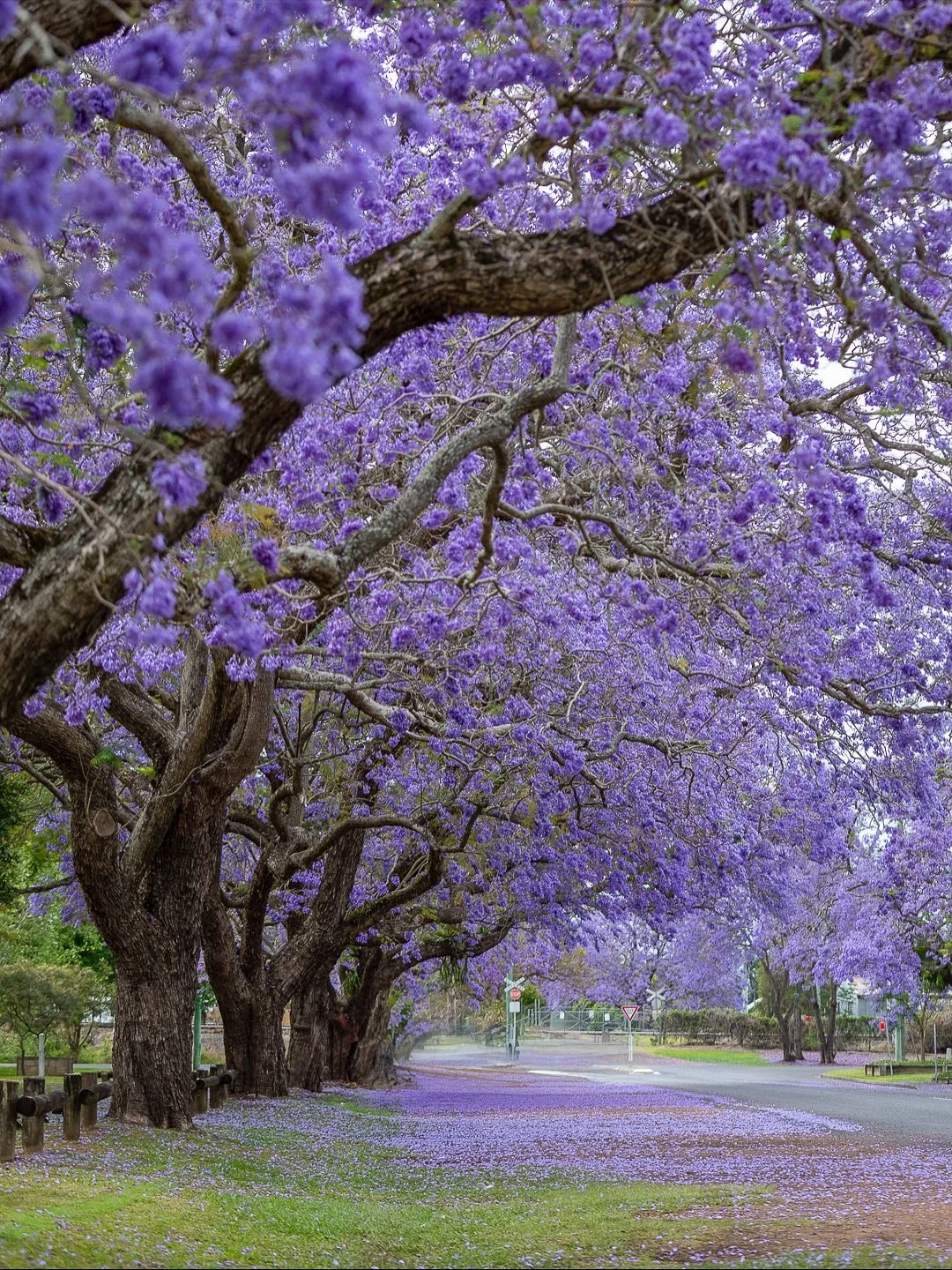 The Jacarandas in Grafton never disappoint. I wish I was able to head back this year to see the streets turn purple again.

#jacarandatrees #graftonnsw #nswlandscape #australianphotographer #australianlanscapes #australiannature #natureprints #photog