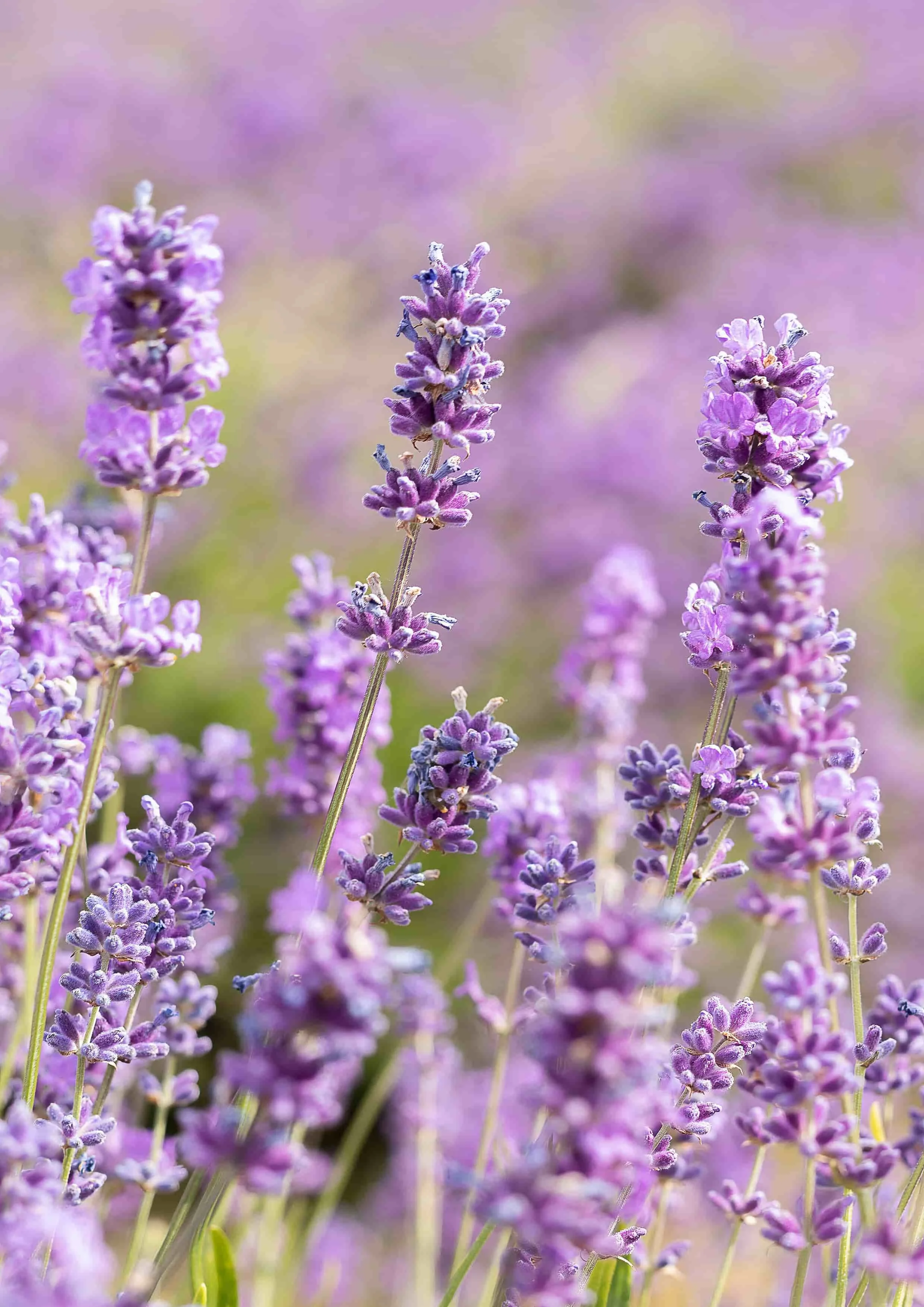 London-lavendar-purple-flowers-floral-print-photography-botanical-wall-art-decor.jpg