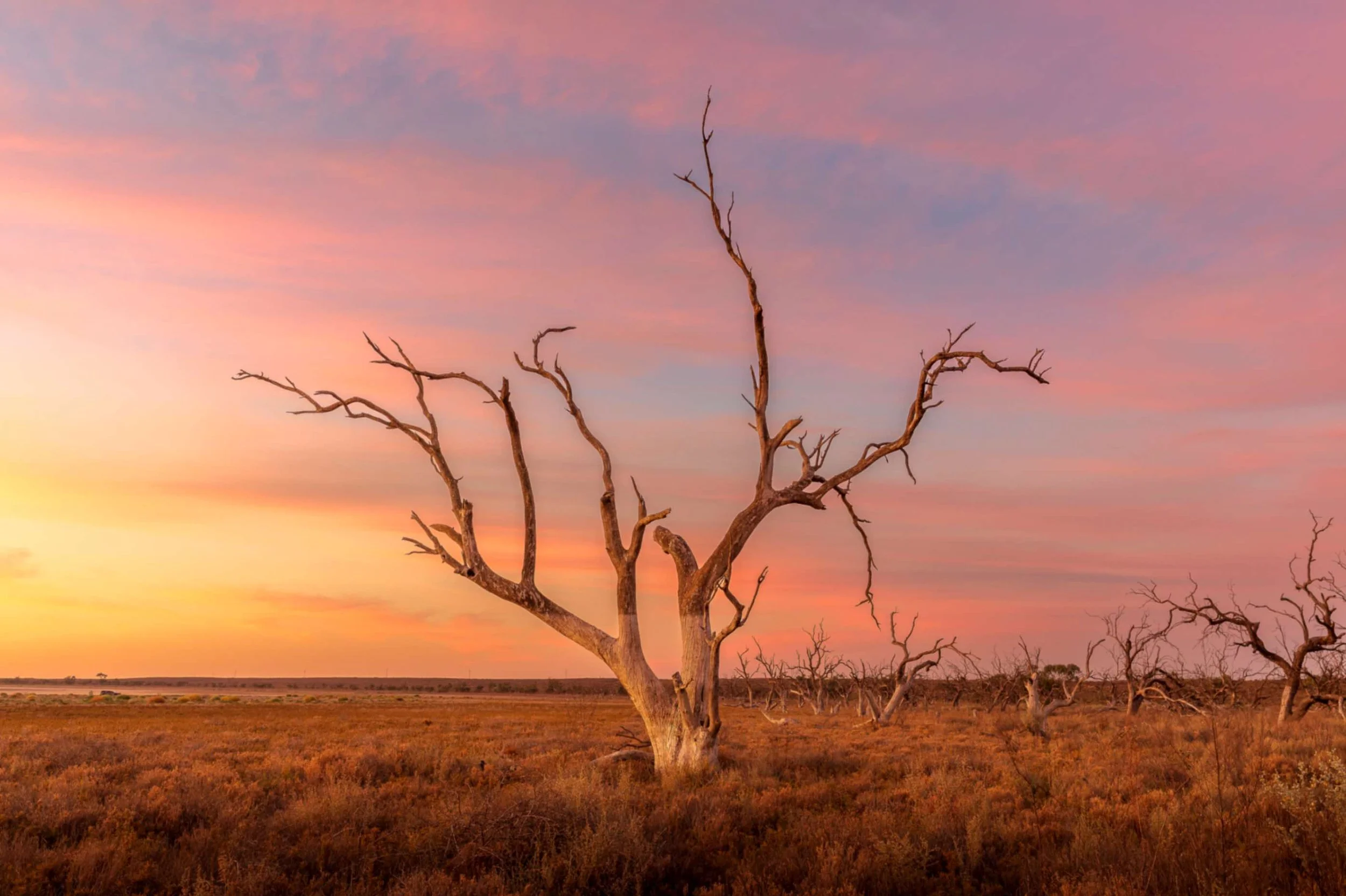 What to Look for When Buying Fine Art Photography Prints Online