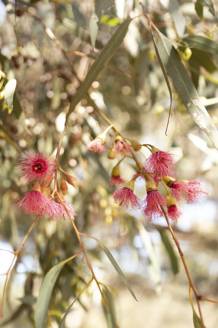 Close-up of pink, fluffy gum nut flowers hanging from a eucalyptus branch in a leafy outdoor setting.