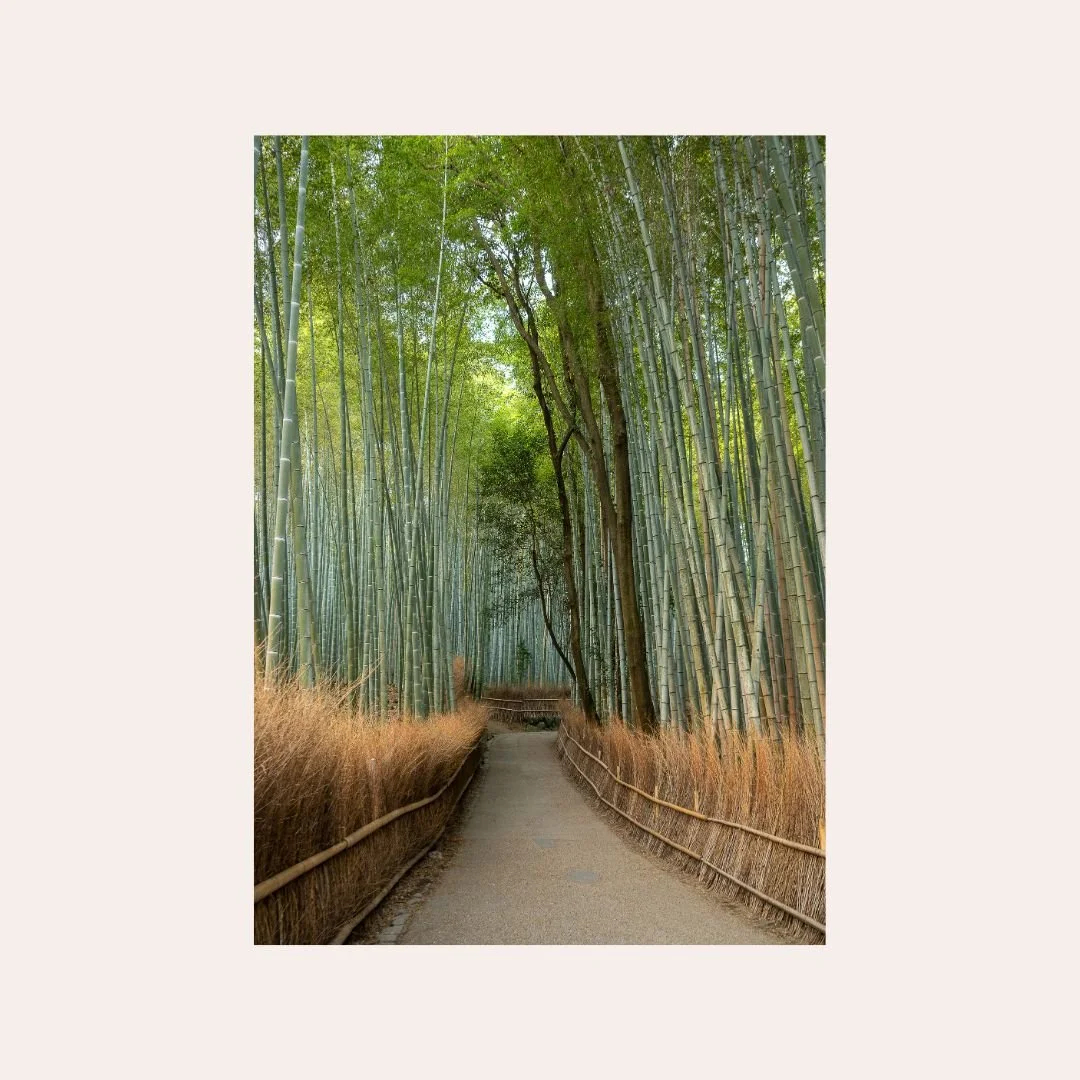 Bamboo Grove