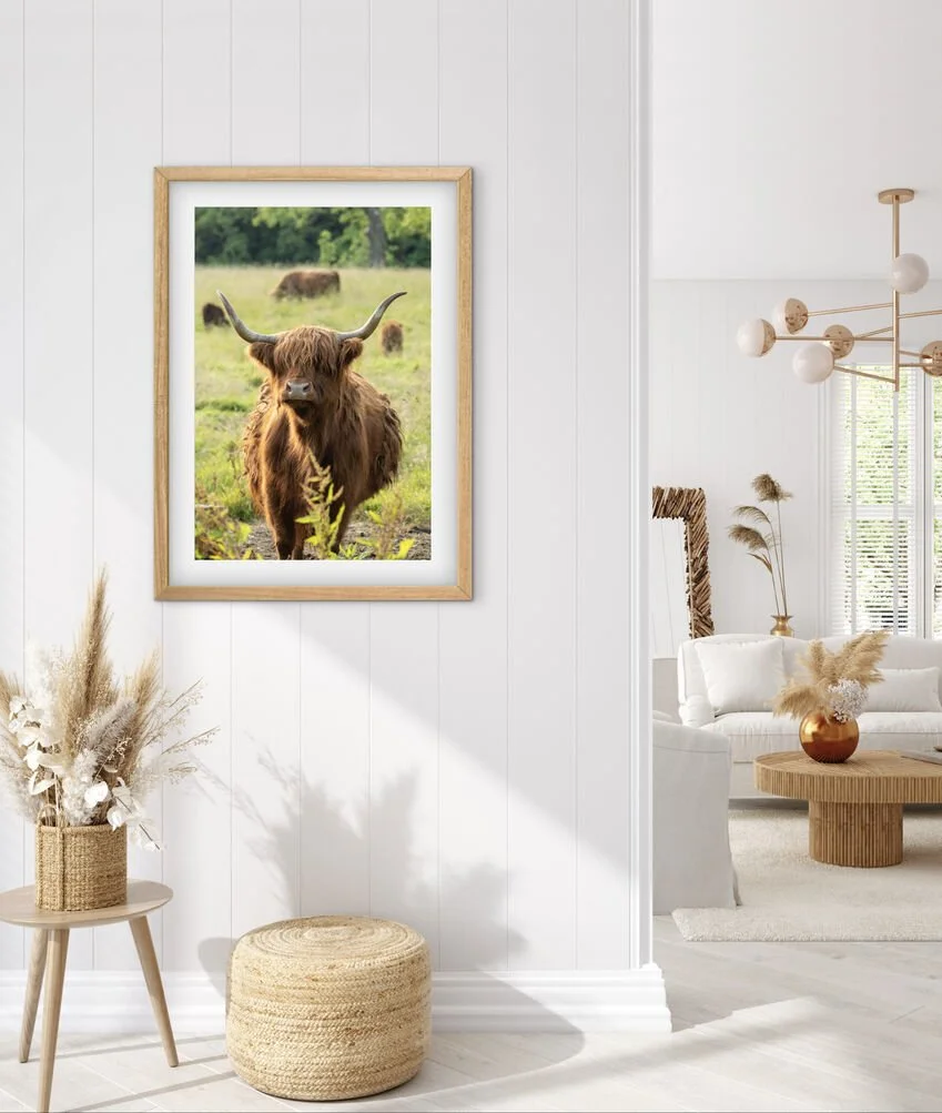 Framed Highland cow Scotland wall art print styled on a white wall in a bright modern interior