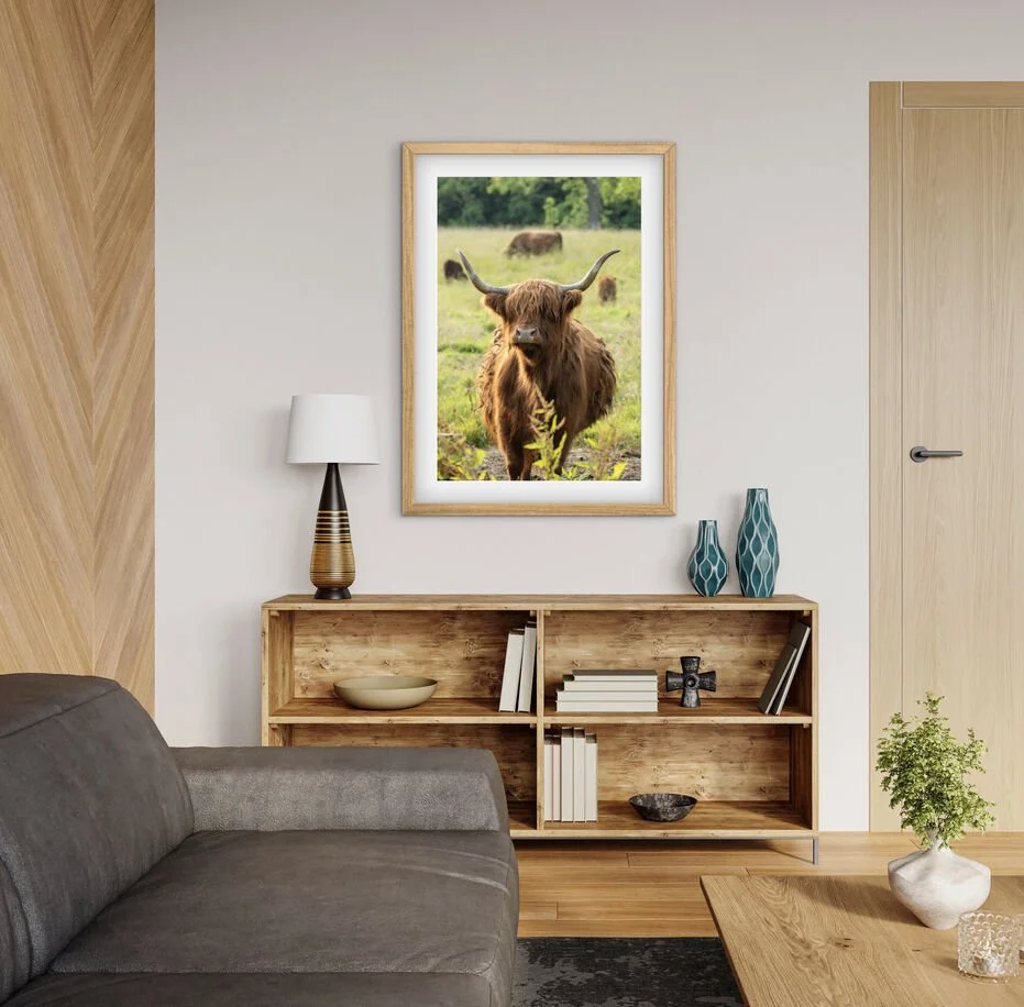 Framed Highland cow Scotland photography print displayed above a wooden console in a modern living room