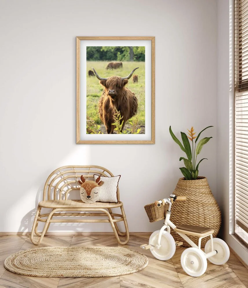 Framed Highland cow Scotland wildlife photograph displayed above a rattan bench in a light filled interior
