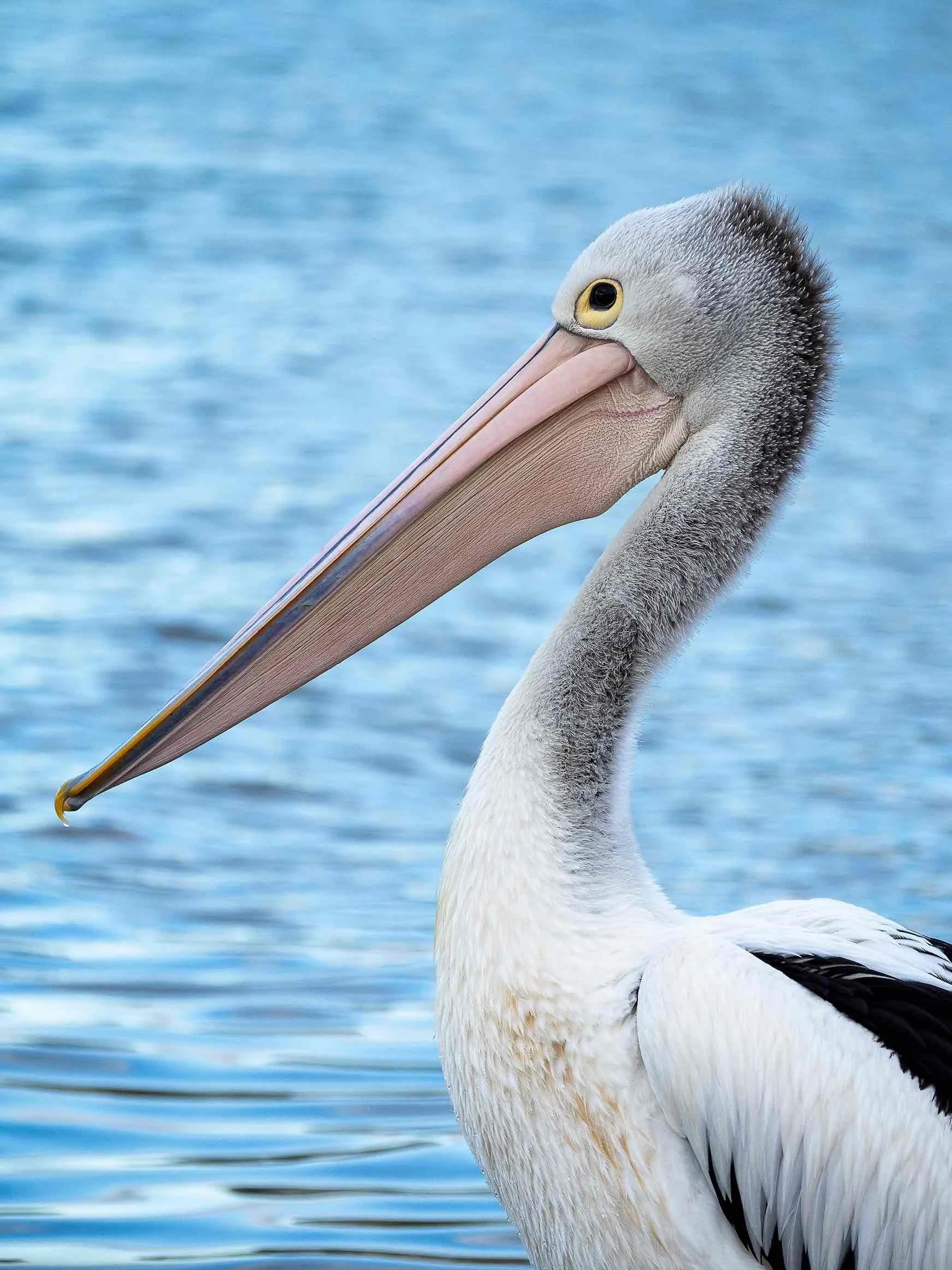 Pelican Portrait_1_11zon.jpg
