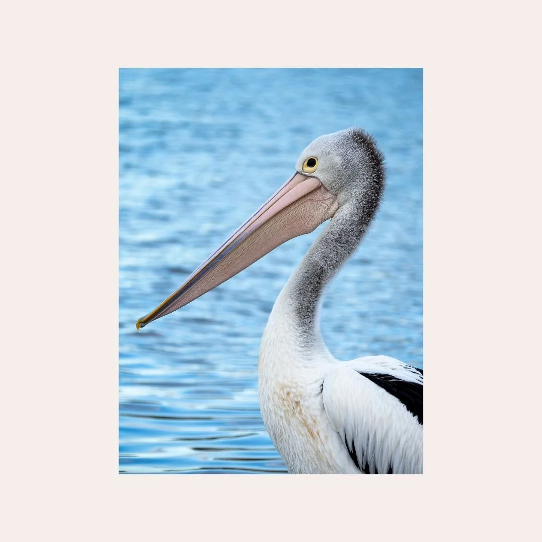 Pelican-Portrait.jpg