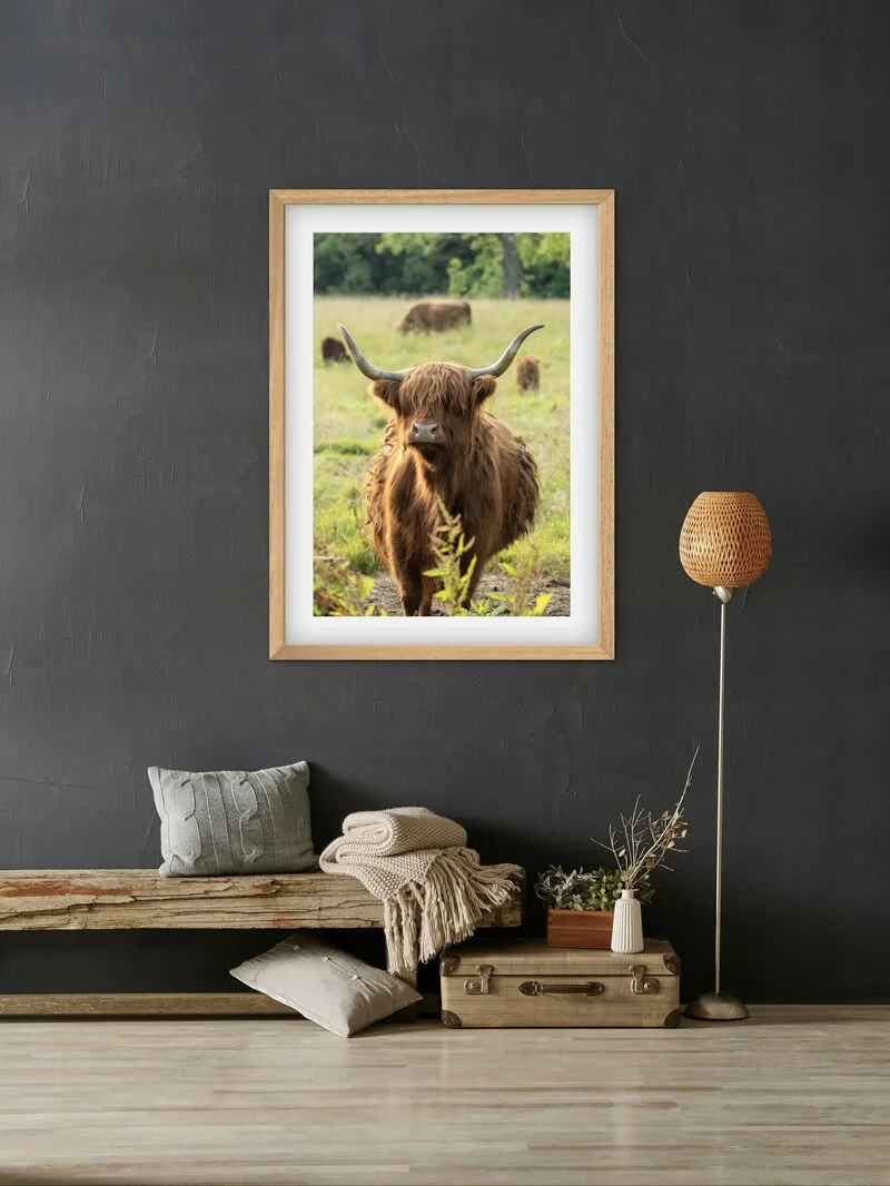 Framed Highland cow Scotland wildlife wall art displayed on a dark textured wall in a rustic styled room