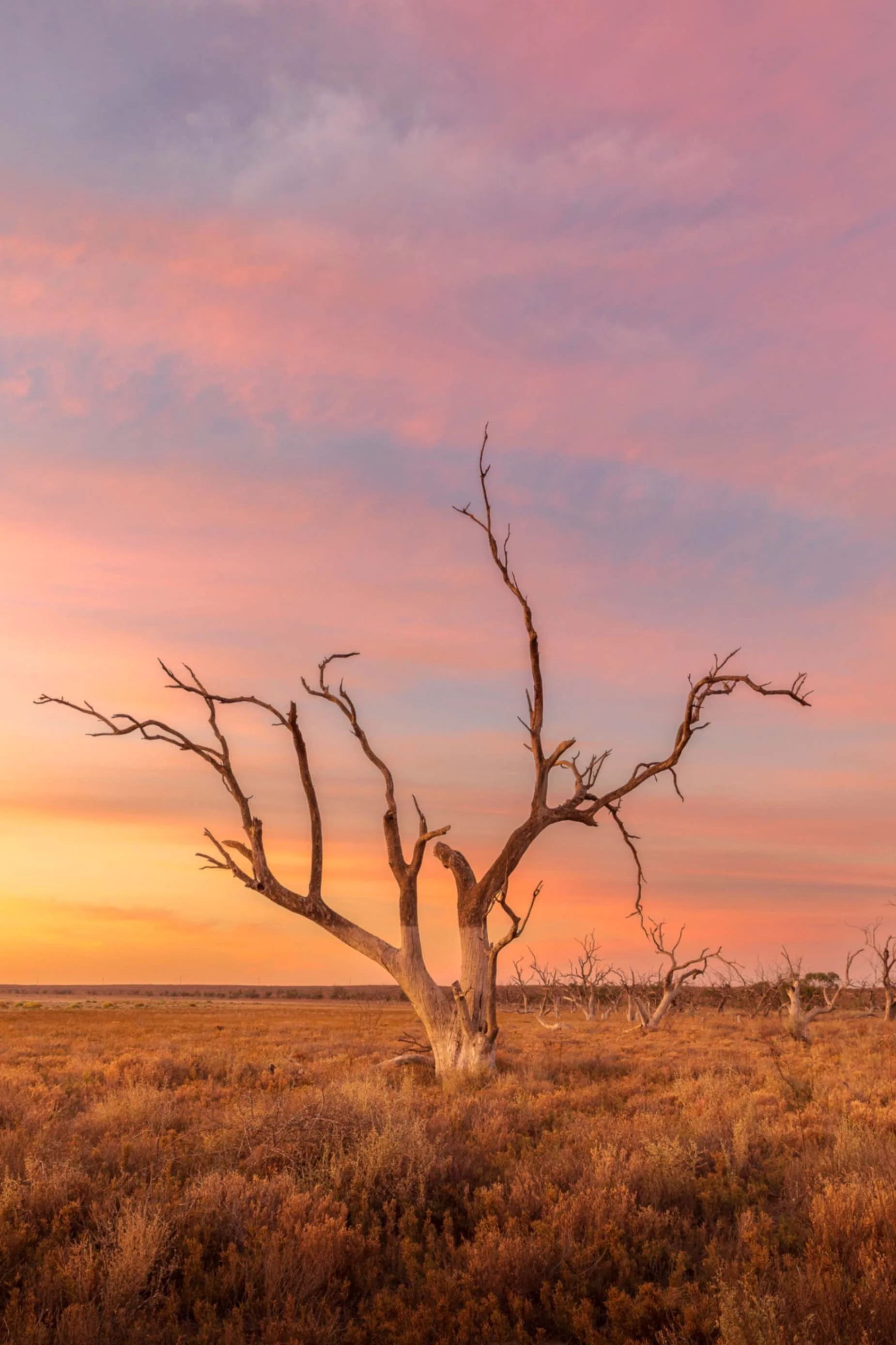 A barren tree with twisted branches in a field at sunset, with a colorful pink, purple, and orange sky.
