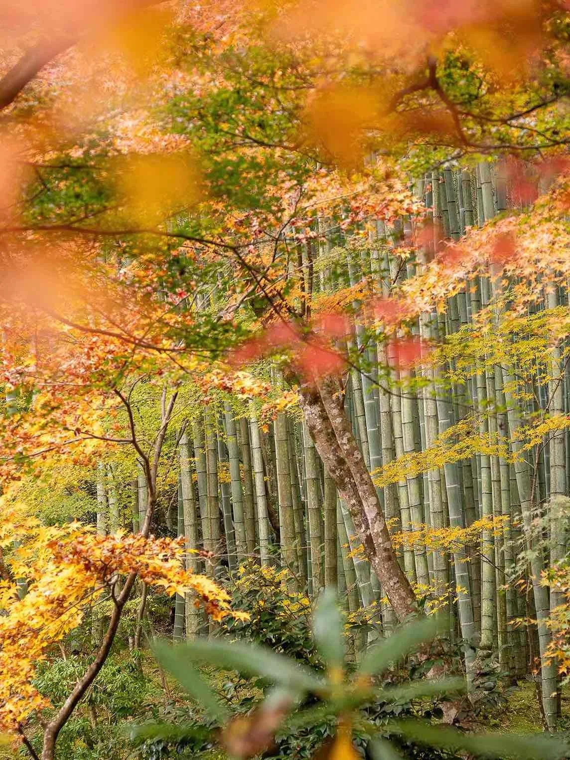 Autumn foliage in the Sanzen-in Temple gardens Kyoto Japan with colourful maple leaves and bamboo forest in the background