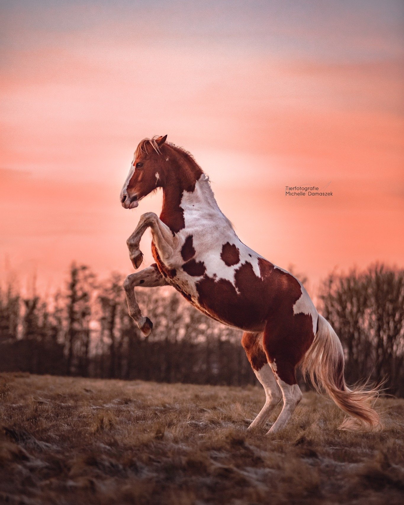 Sonnenaufg&auml;nge sind einfach das aller aller sch&ouml;nste! ❤️

#pferdefotografie #tierfototrafienrw #turnierfotografienrw