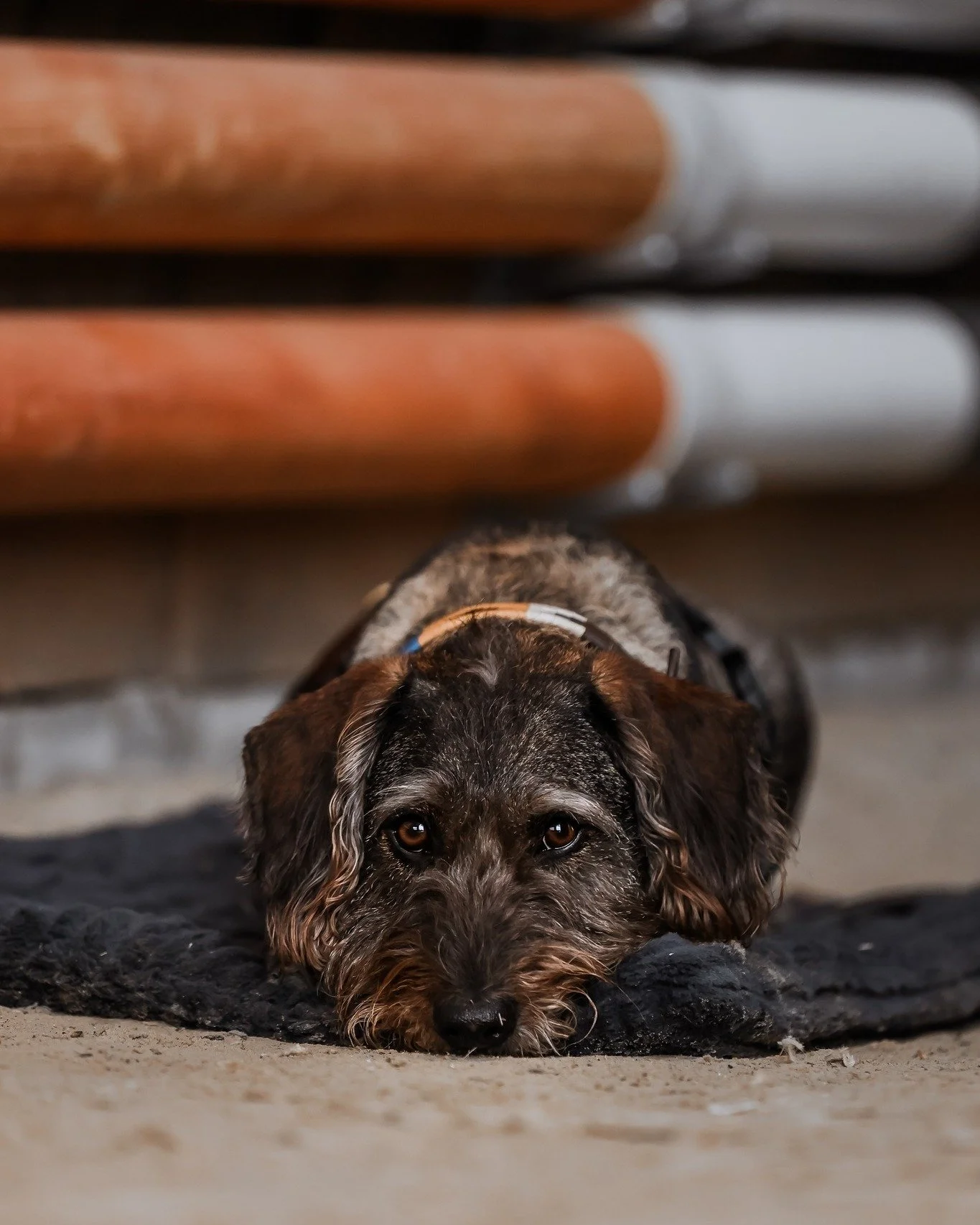 Lieblings-Dackel als Lehrgangsbegleitung ❤️ Wenn er dabei ist und ich die Kamera in der Hand hab, muss ich ihn einfach immer fotografieren

#tierfotografie #hundefotografie #dackelliebe