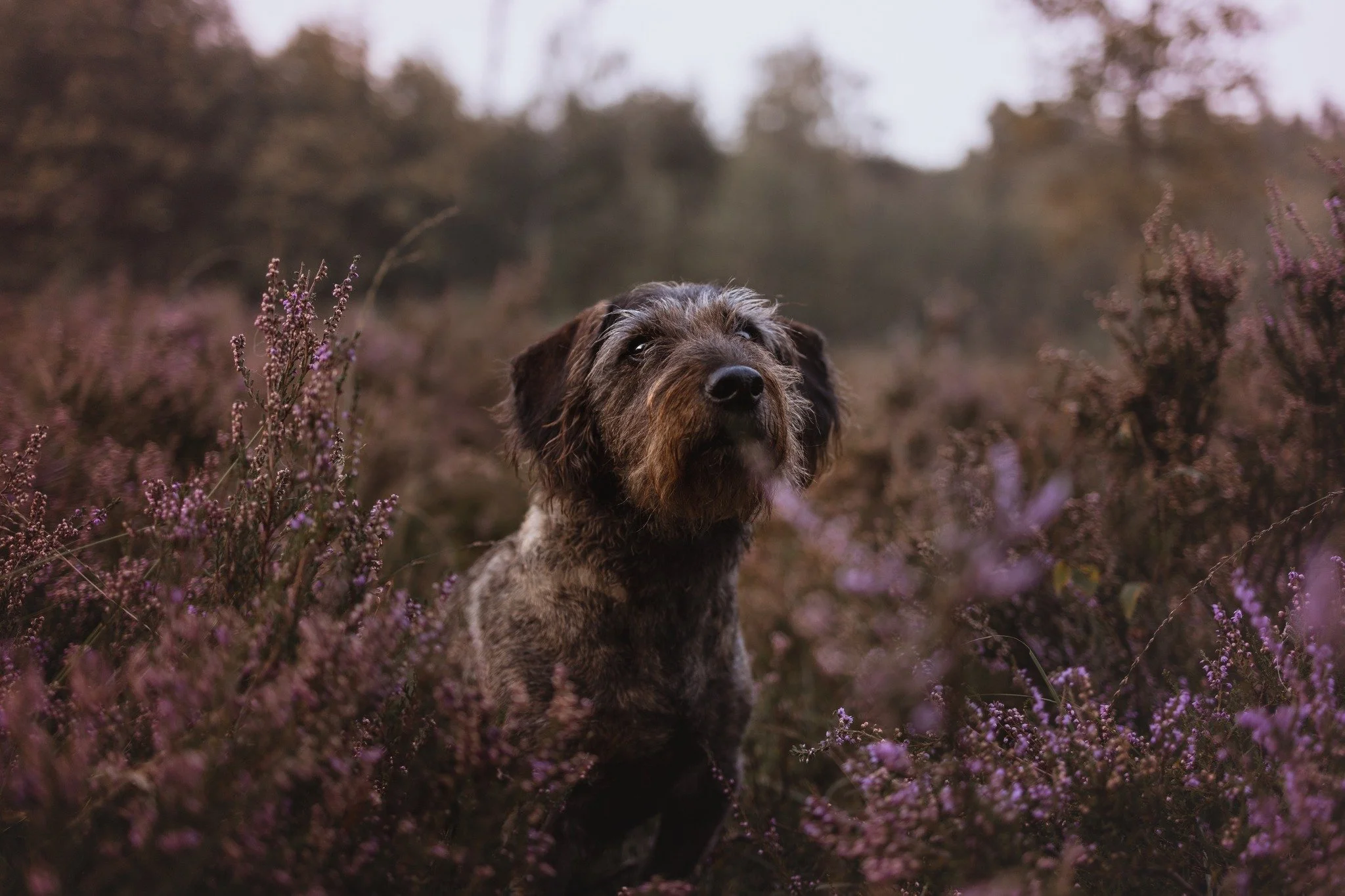 Wie viel Gl&uuml;ck kann man haben? 😍
Nicht genug dass die Heide &uuml;berhaupt noch gebl&uuml;ht hat, ist einfach kurz vor Sonnenuntergang Nebel aufgezogen und hat uns einfach komplett verzaubert

#heidebl&uuml;te #tierfotografie #dackelliebe #hund