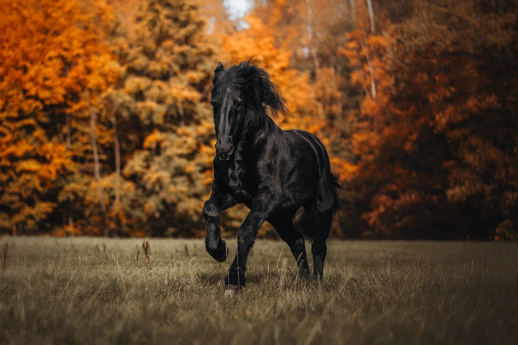 Bilder im Freilauf, wenn die Pferde sich komplett frei bewegen d&uuml;rfen, sind immer ganz besonders 😍
Auf dieser Wiese habe ich schon einige Fotos machen d&uuml;rfen und sie ist jedes Mal besonders, aber vor allem im Herbst strahlen die B&auml;ume