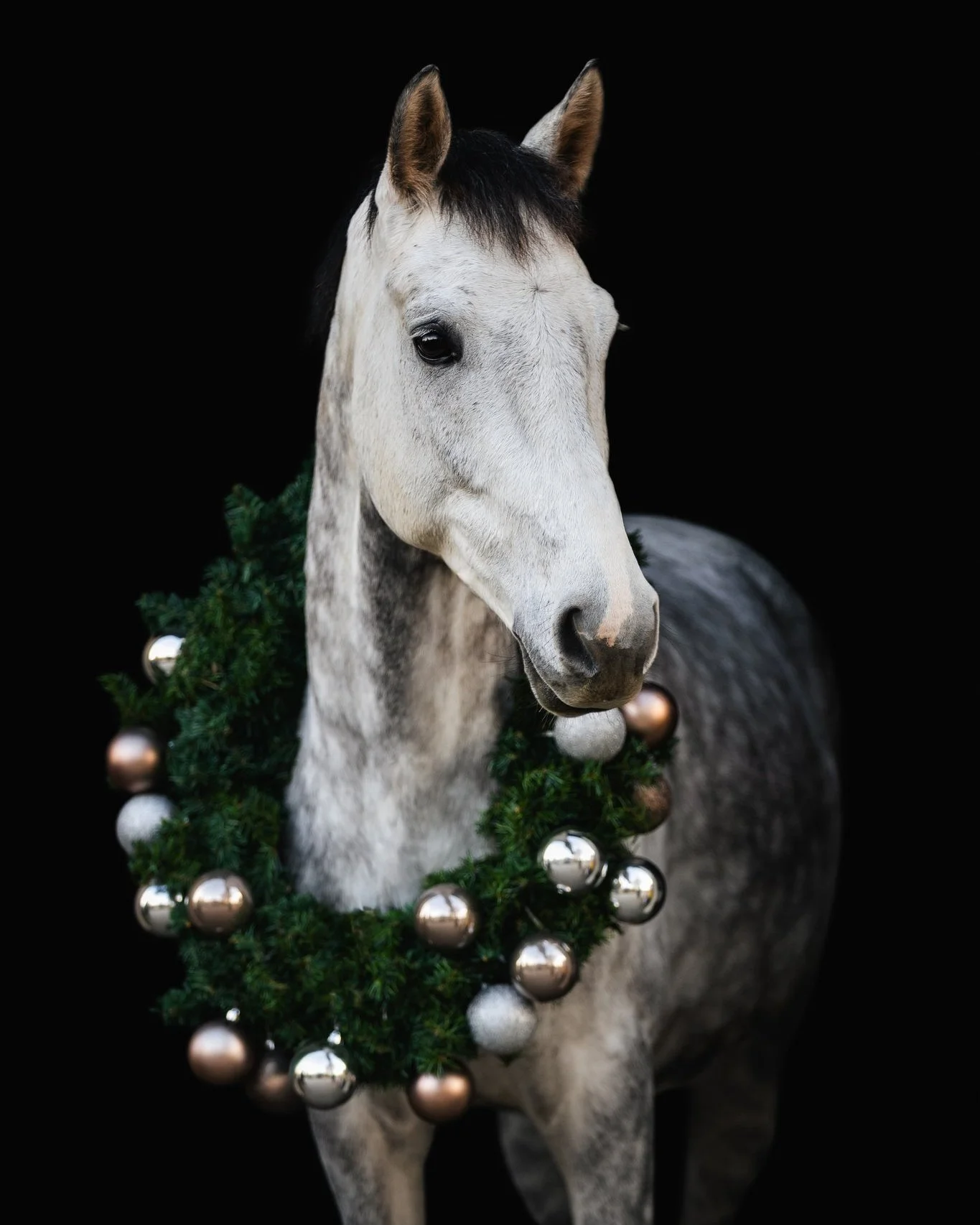Sch&ouml;nen ersten Advent! 🎄🕯️
Wie jedes Jahr kommt Weihnachten so &uuml;berraschend, aber w&auml;hrend ich letztes Jahr durch meine Pr&uuml;fung so gar nicht in Weihnachtsstimmung gekommen bin, freue ich mich dieses Jahr irgendwie besonders auf g