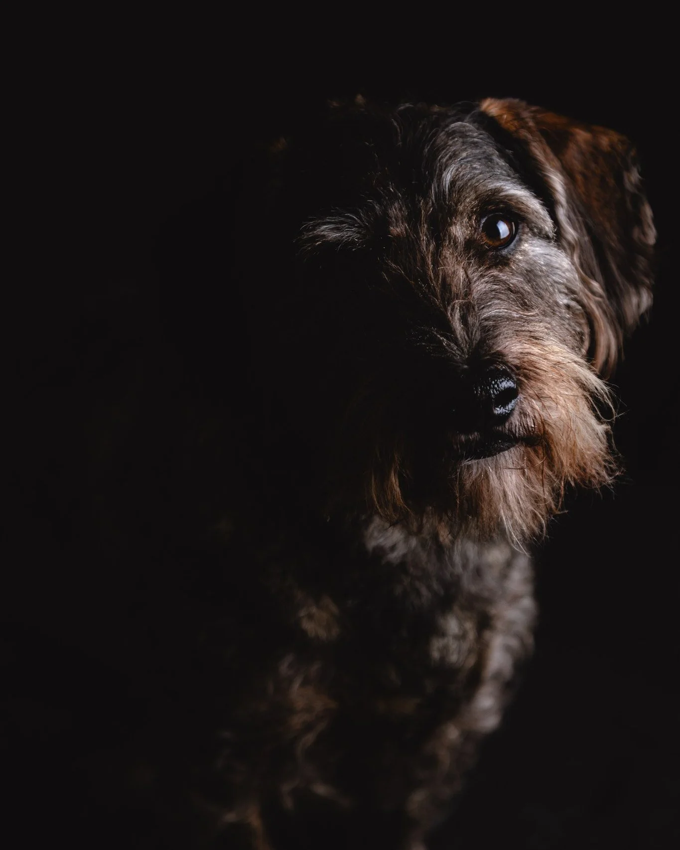 Studiofotografie ❤️ 
Ich hab es schon mal angeteasert aber jetzt ist es offiziell: Ab 2026 biete ich neben den bisherigen Fotoshootings mit nat&uuml;rlichem Licht auch Studiobilder an. Dazu habe ich ein mobiles Fotostudio, mit dem ich zu euch an den 