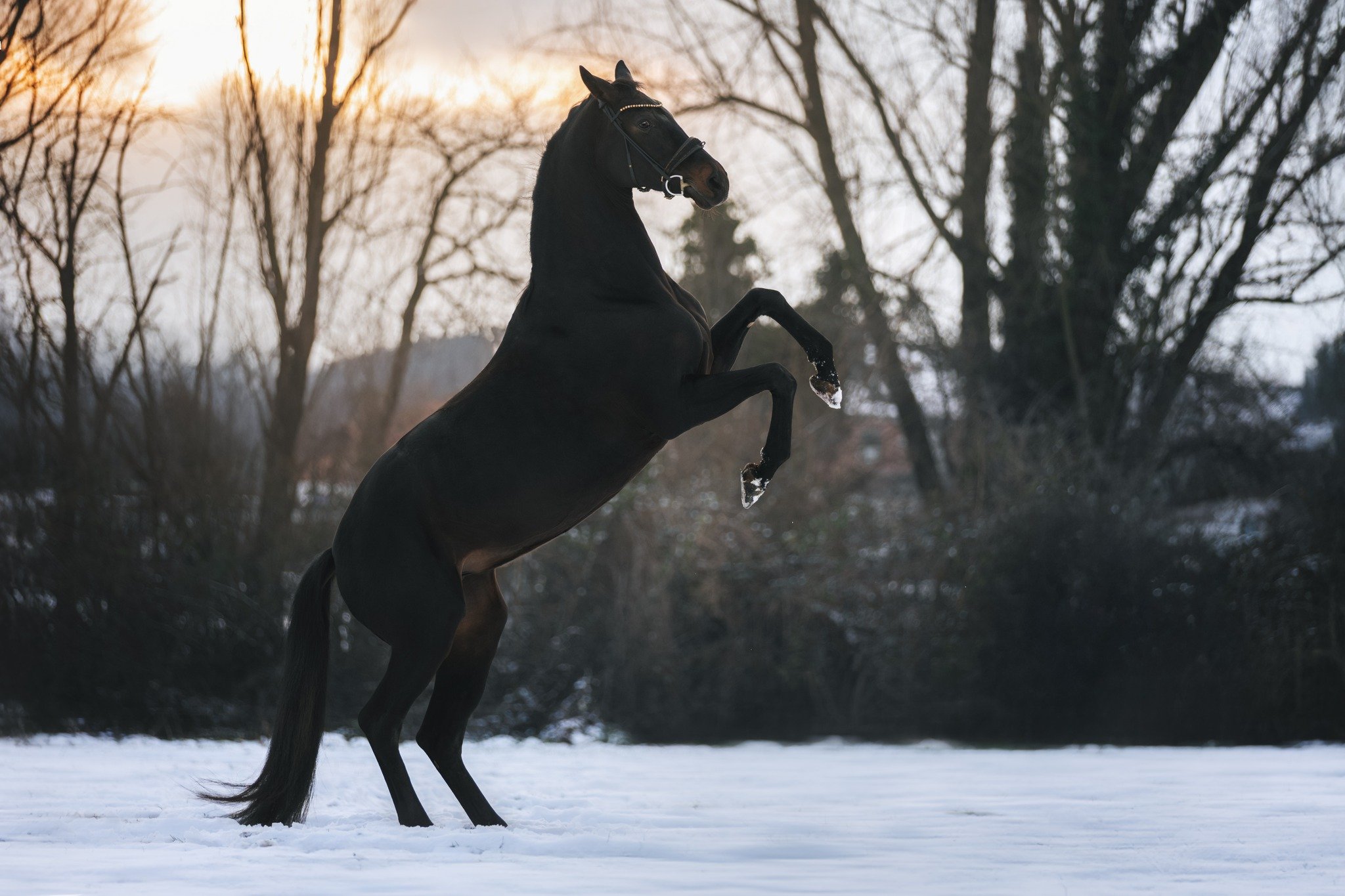 Schnee, ein Pferd und meine Kamera. Das klingt nach einem ganz sch&ouml;n perfekten Wintertag ❤️
Gestern hatte ich frei und das wurde direkt ausgenutzt um mich mit @leoniertmer_photography zu treffen. Die ist mit ihrer Stute Fleur einfach 8 Minuten v