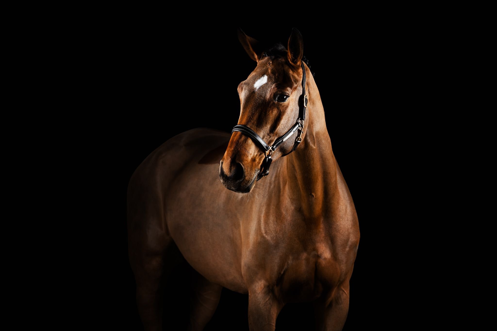 Fotos vom eigenen Tier sind immer etwas besonderes, auch f&uuml;r mich. Deswegen war es ein Highlight, das Jahr 2025 mit meinem Pferd im Studio abzuschlie&szlig;en. Gleichzeitig war das eine Premiere: Meine Blitze haben das erste Mal Stallluft geschn