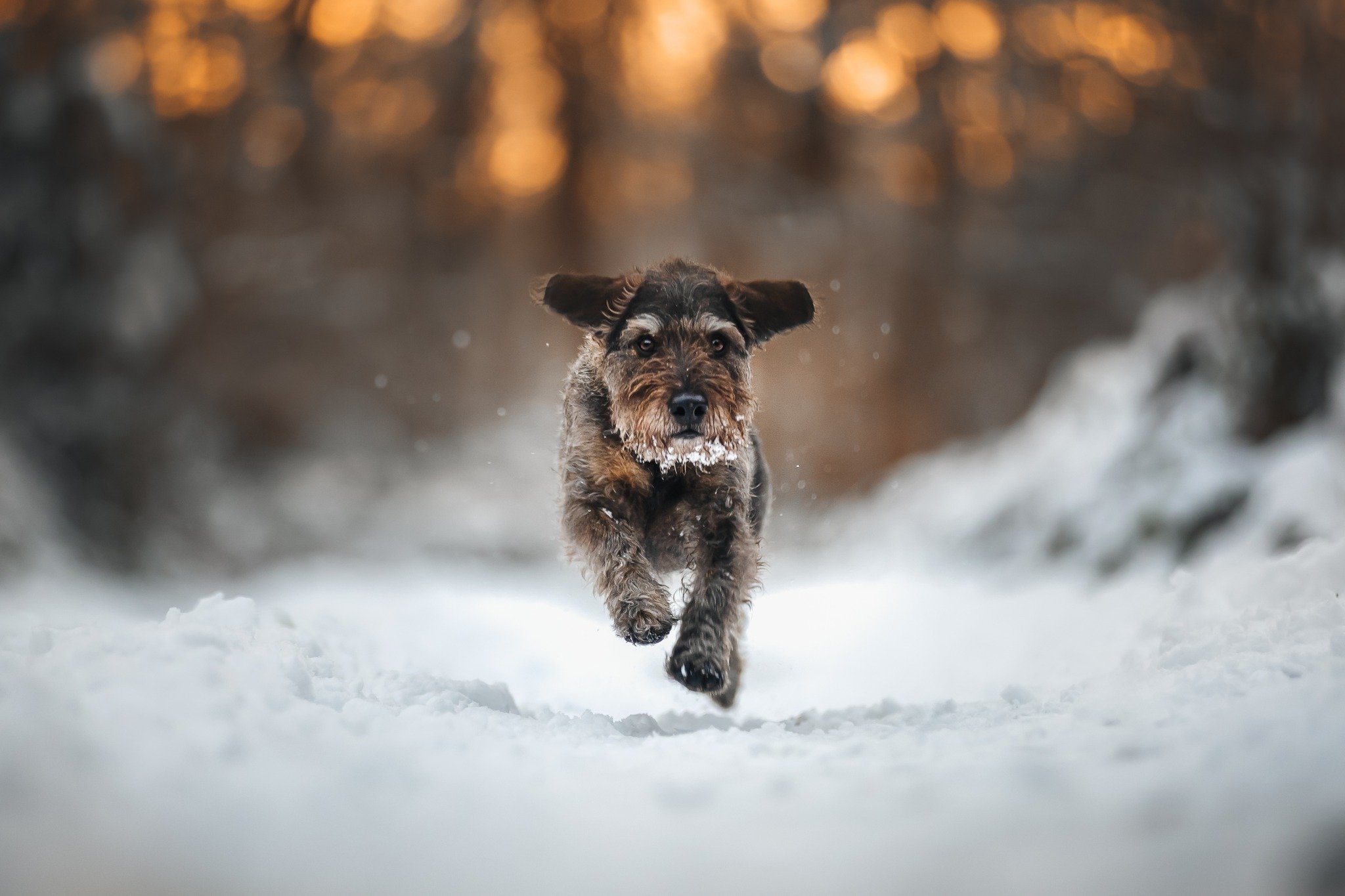 Mein kleiner Schneedackel 😍
Der liebt einfach nichts mehr als dieses Wetter ☃️
Allerdings ist die Laune manchmal zu gut, &uuml;berall werden M&auml;use gesucht und Spuren verfolgt 😂

Du willst auch solche Bilder von deinem Hund? Ich kenne wirklich 