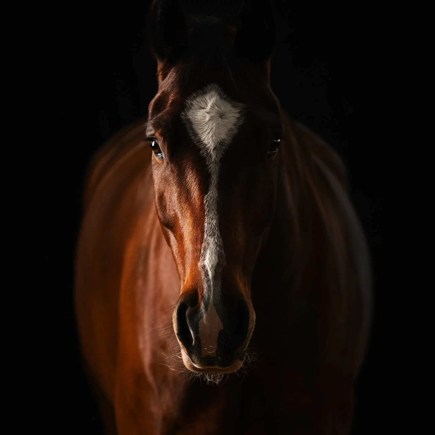 So hat es angefangen 😍
Der Wunsch zur Studiofotografie war schon seit einiger Zeit pr&auml;sent, aber irgendwie hat es nie gepasst. Weil das ganze Equipment schon eine ordentliche Investition ist und weil mir klar war, das es Zeit kostet. Aber eines