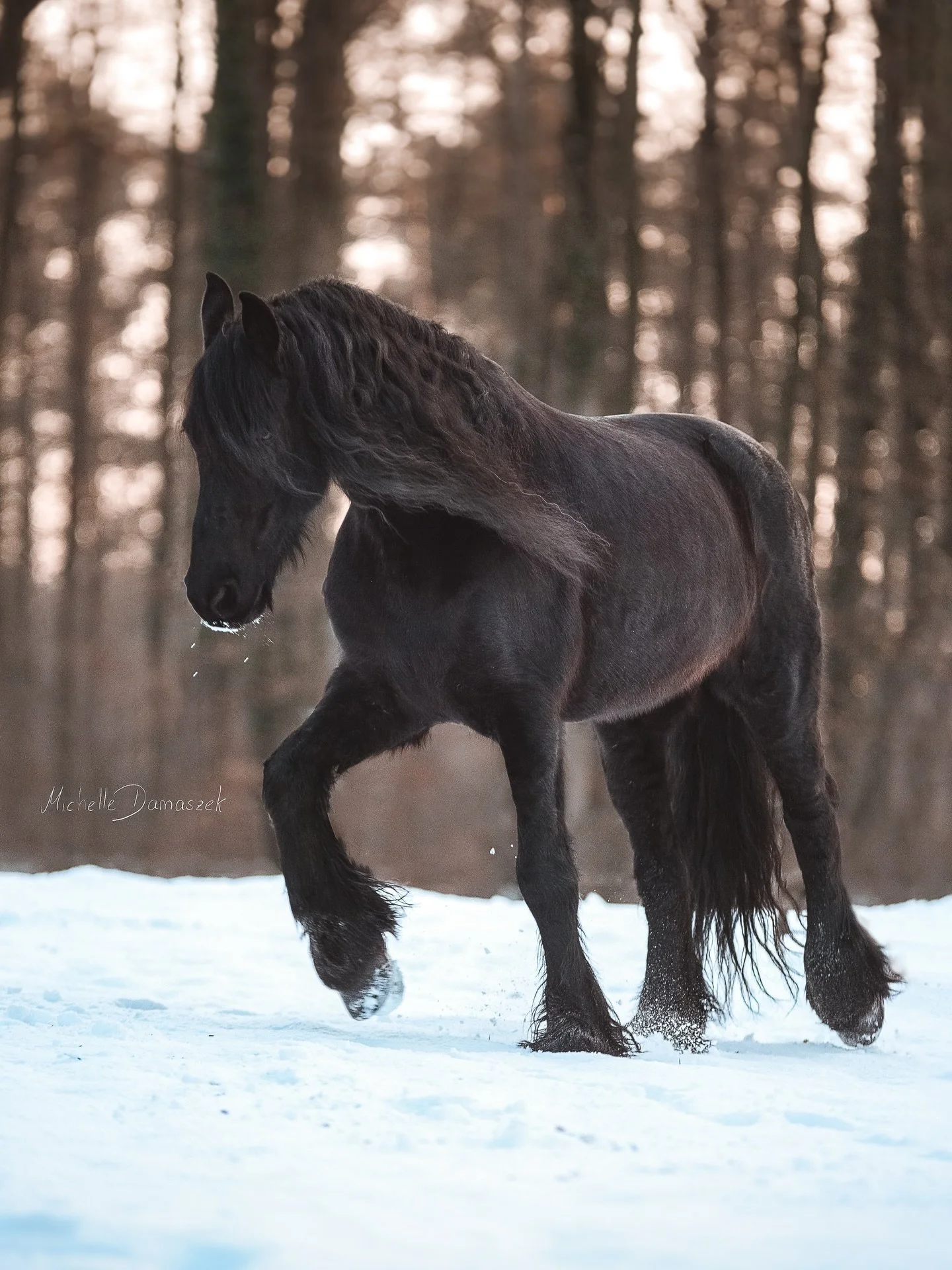 Der Schneeeinbruch ist erst einmal vorbei, ich hab aber trotzdem nochmal auf meiner alten Festplatte gekramt und diese zwei Lieblingsfotos entdeckt. Bevor ich mein Gewerbe hatte, bin ich wirklich oft mit meiner Kamera zum Stall gefahren und hab dort 