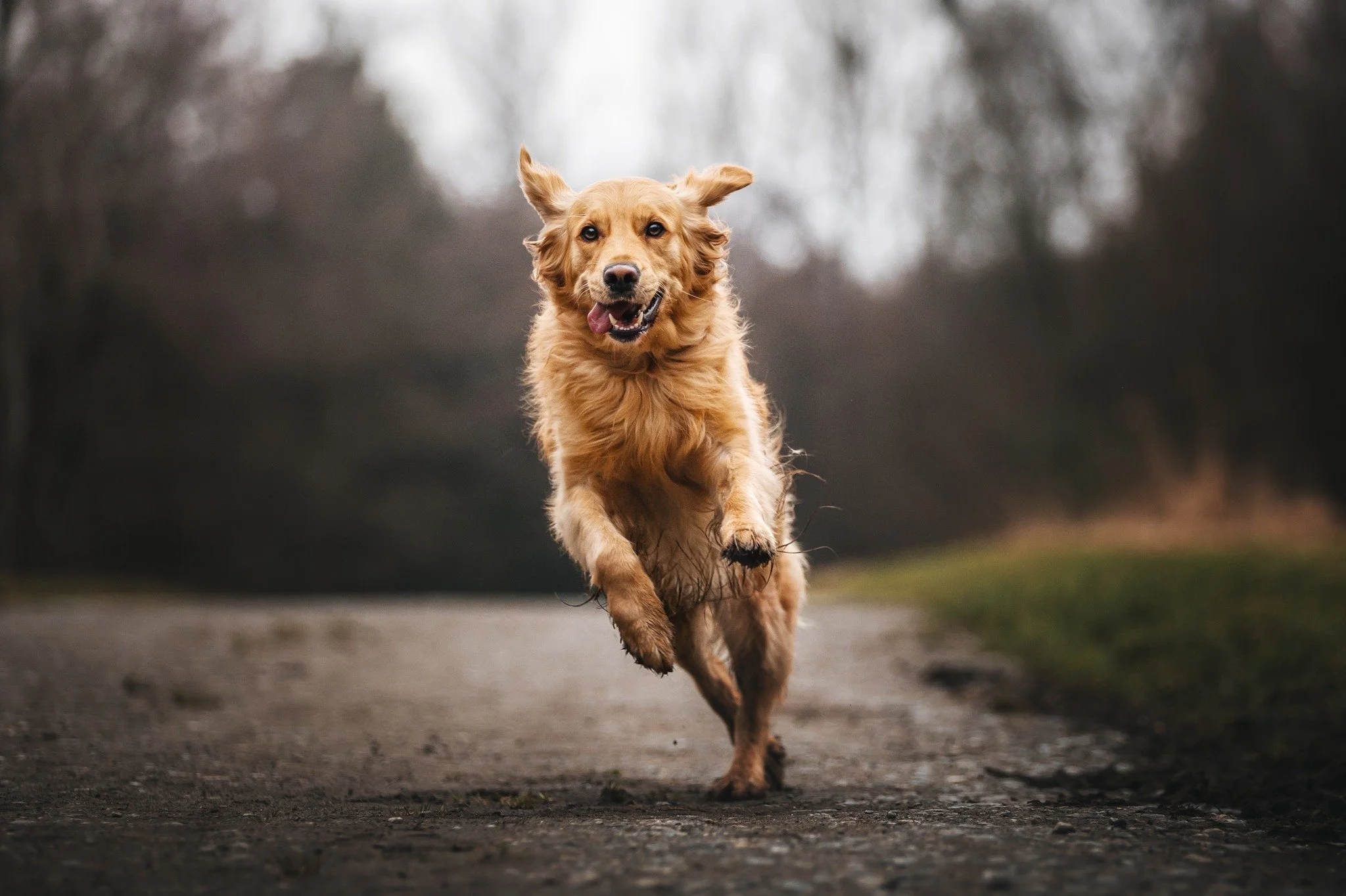 Luna die kleine Rakete 🚀 hat bei unserem Fotoshooting perfekt abgeliefert, aber f&uuml;r die Pausen und das Flitzen hat sie richtig gebrannt! 
Denn nat&uuml;rlich bekommen alle Hunde auch w&auml;hrend eines Fotoshootings immer wieder die M&ouml;glic
