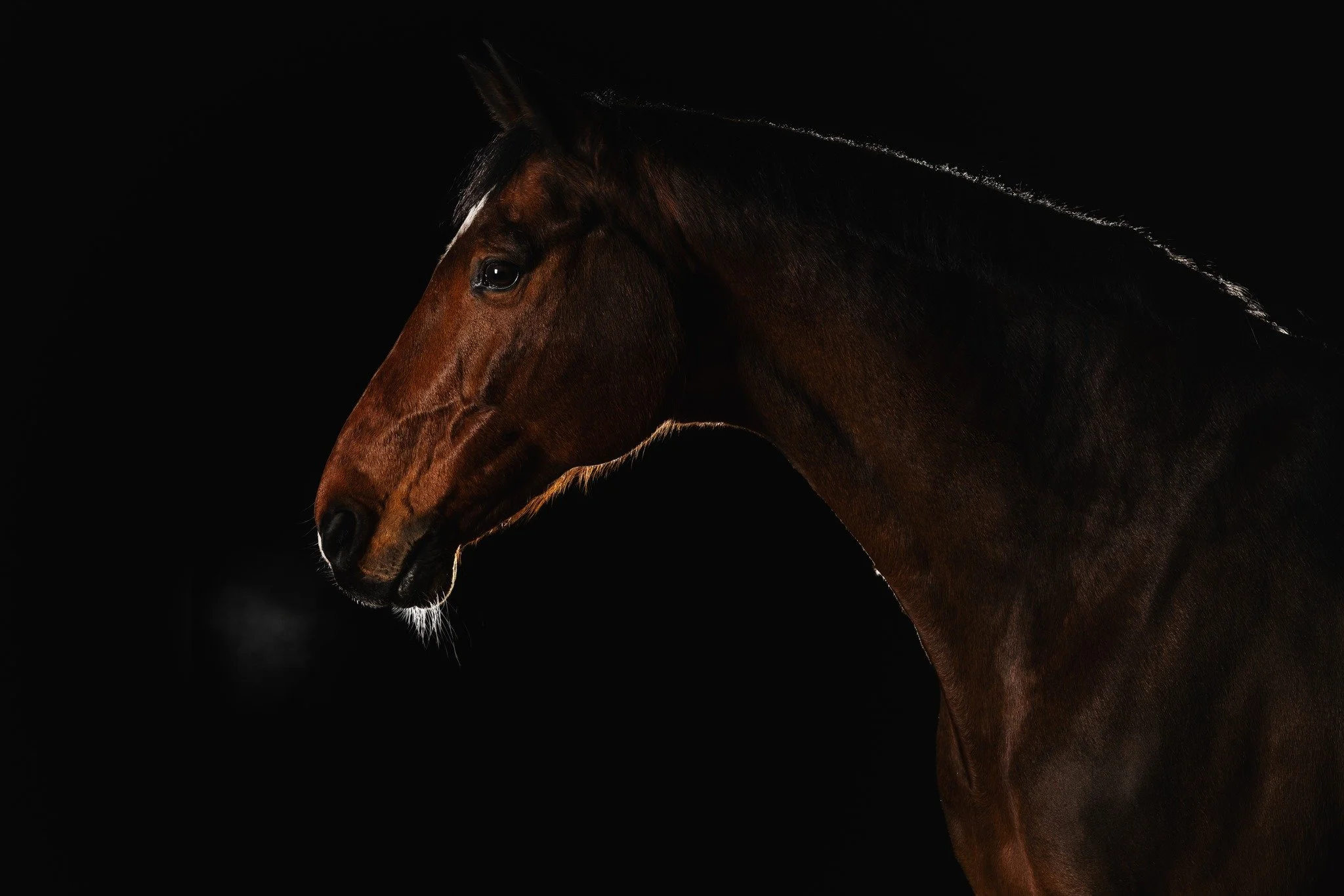 Diabolo 😈
Der h&uuml;bsche Kerl mit seinem m&auml;chtigen Hals hat es mir bei unserem Fotoshooting in meinem mobilen Studio wirklich leicht gemacht. Wenn Pferde so gut mitmachen, probiere ich gerne verschiedene Blitz-Setups aus um unterschiedliche M