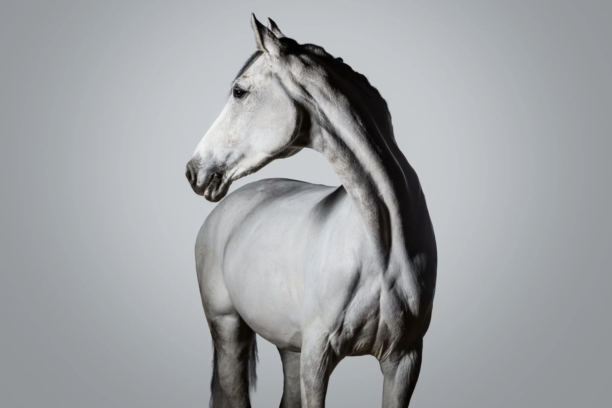 Ich bin jetzt so was von hyped was diese Studiobilder angeht! Die letzten Wochen durfte ich bereits echt viele Pferde und Hunde im Studio fotografieren und so langsam hab ich den Dreh raus! Nicht was die Technik angeht, das war nach meinem Coaching b