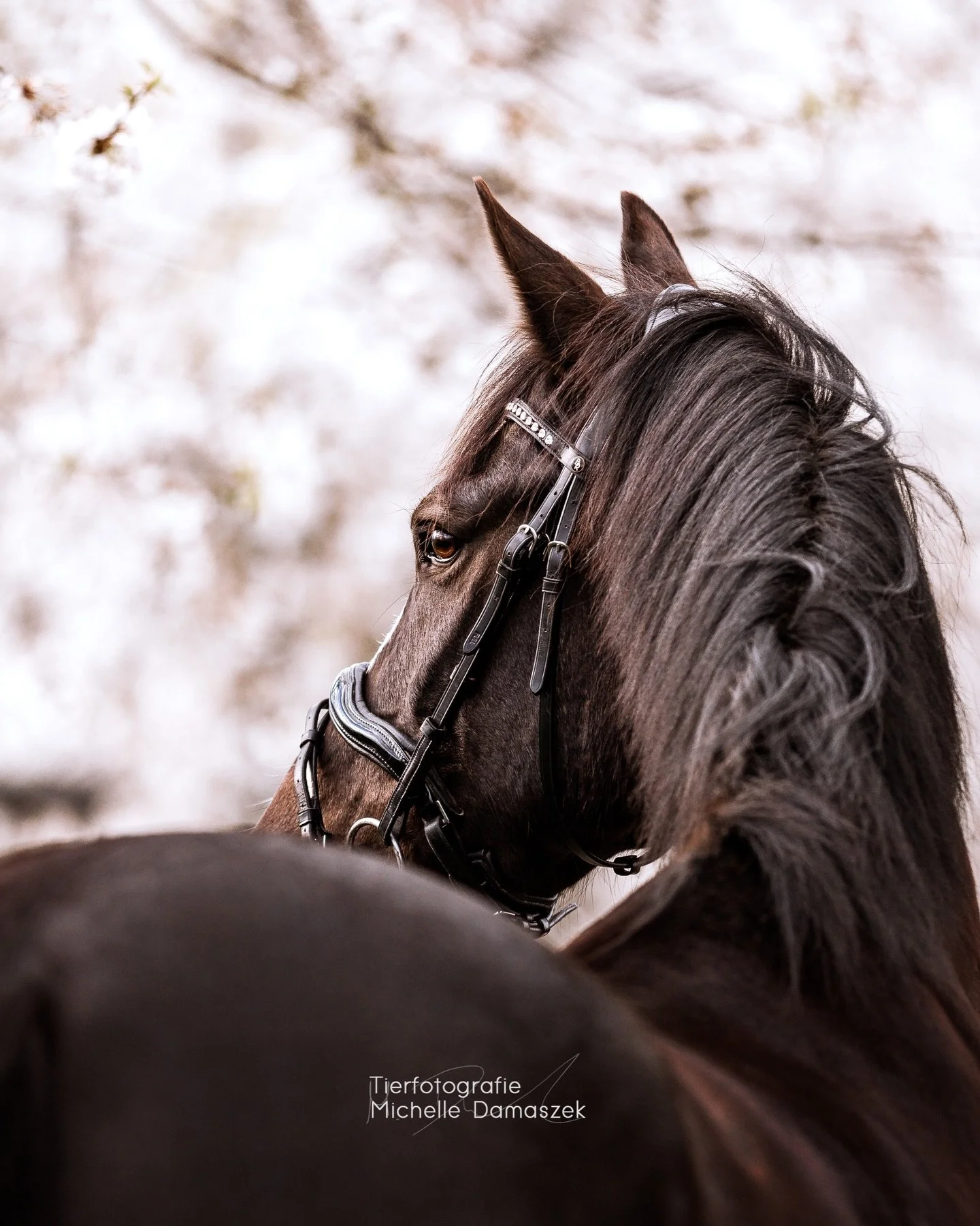 Kirschbl&uuml;ten 2026?
Bisher hab ich hierzu noch gar nicht geplant. Ich muss zugeben, was Bl&uuml;tenaktionen angeht, bin ich dieses Jahr &uuml;berhaupt nicht hinterher. Meine Planung war irgendwie langfristiger als sonst und so hab ich einfach gar