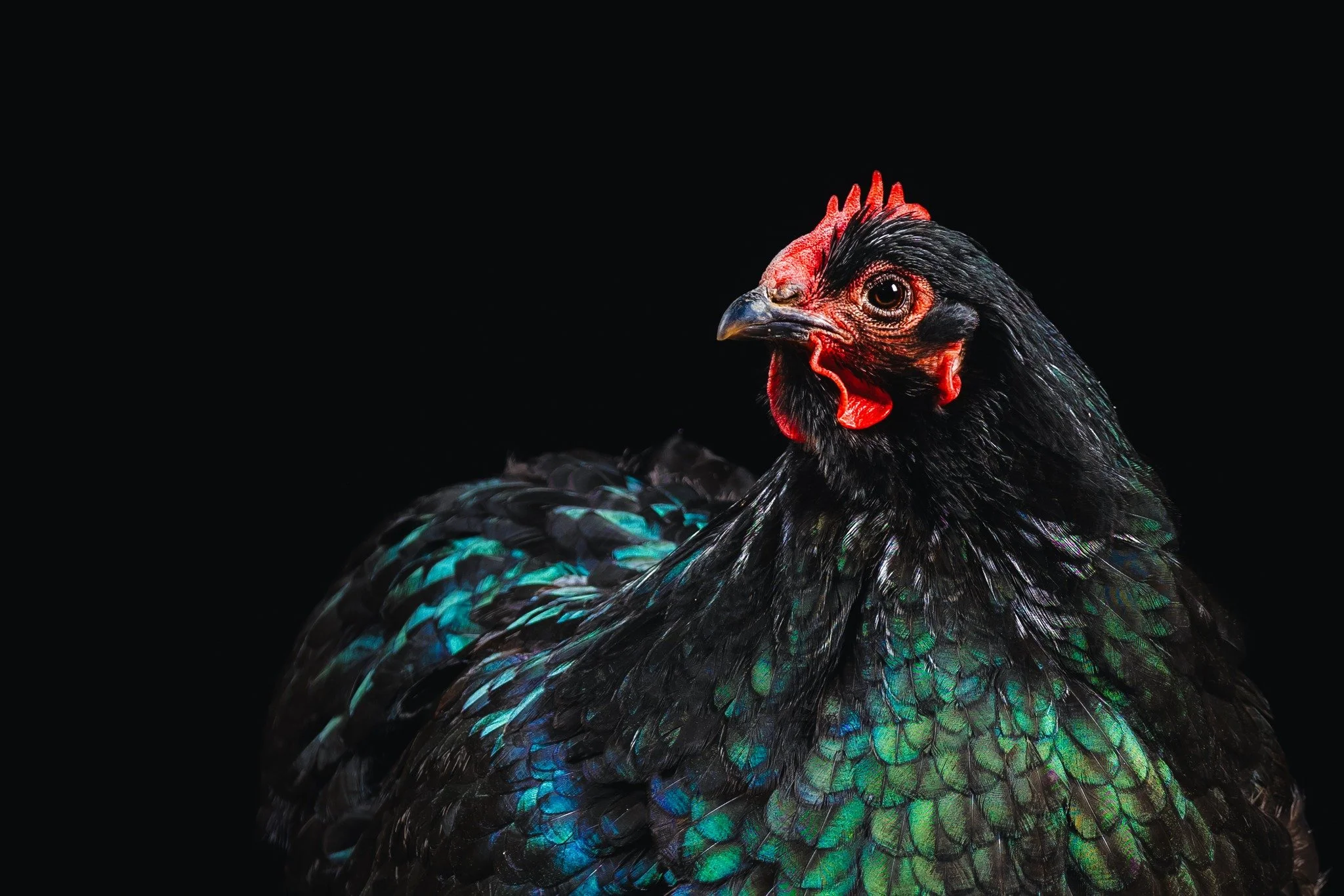 Wenn man f&uuml;r ein Studio-Fotoshooting zum Stall kommt und dort H&uuml;hner rumlaufen ⬆️
Verr&uuml;ckte Idee oder iconic? Ich liebe diese gl&auml;nzenden, farbenpr&auml;chtigen Federn
#tiereimstudio #studiofotografie