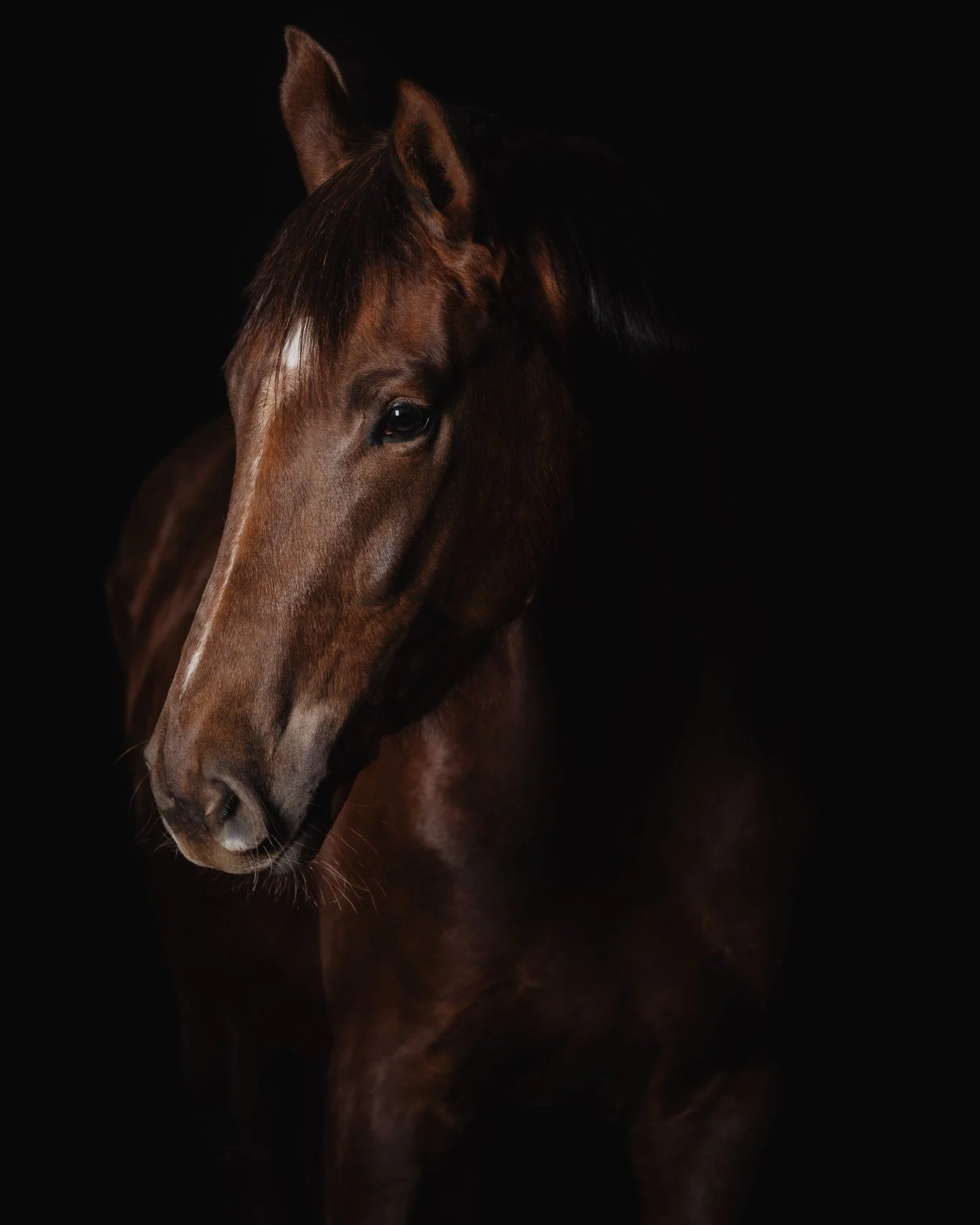 Fuchs ist nicht gleich Fuchs ❌ 
Aber egal ob dunkel oder rot, im Studio sehen sie alle toll aus 😍